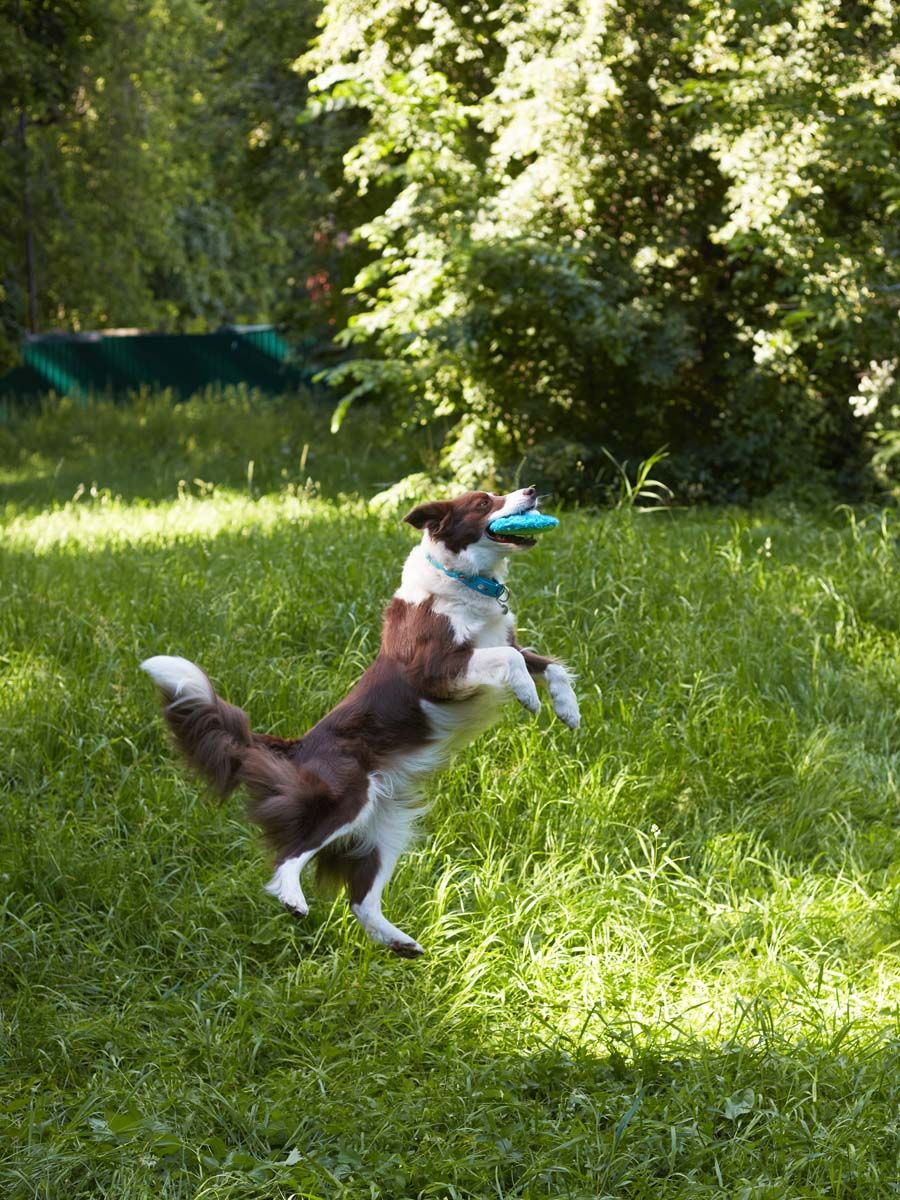 Product DTCT683065 photo 2