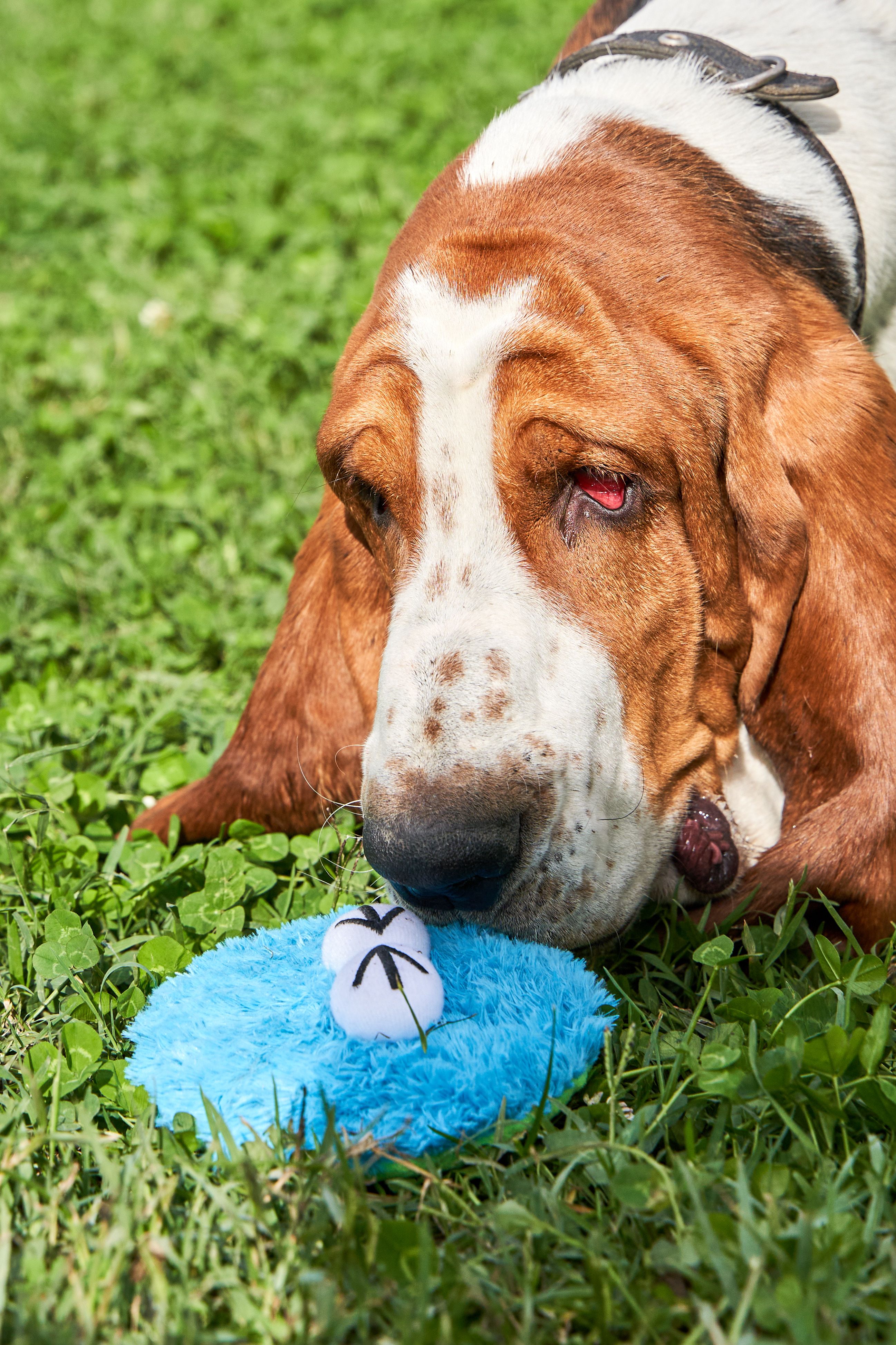 Product DTCT683065 photo 5