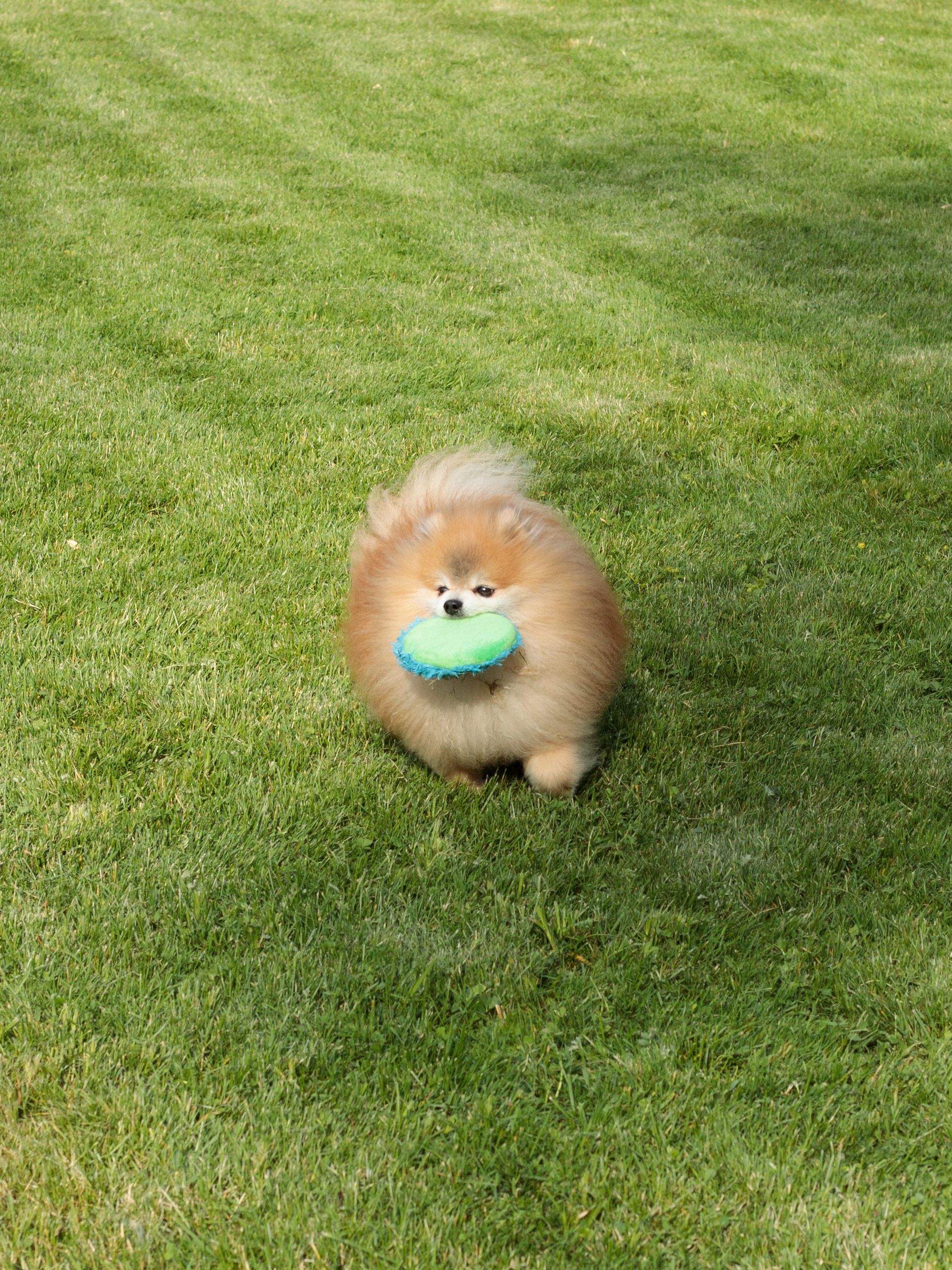 Product DTCT683065 photo 6