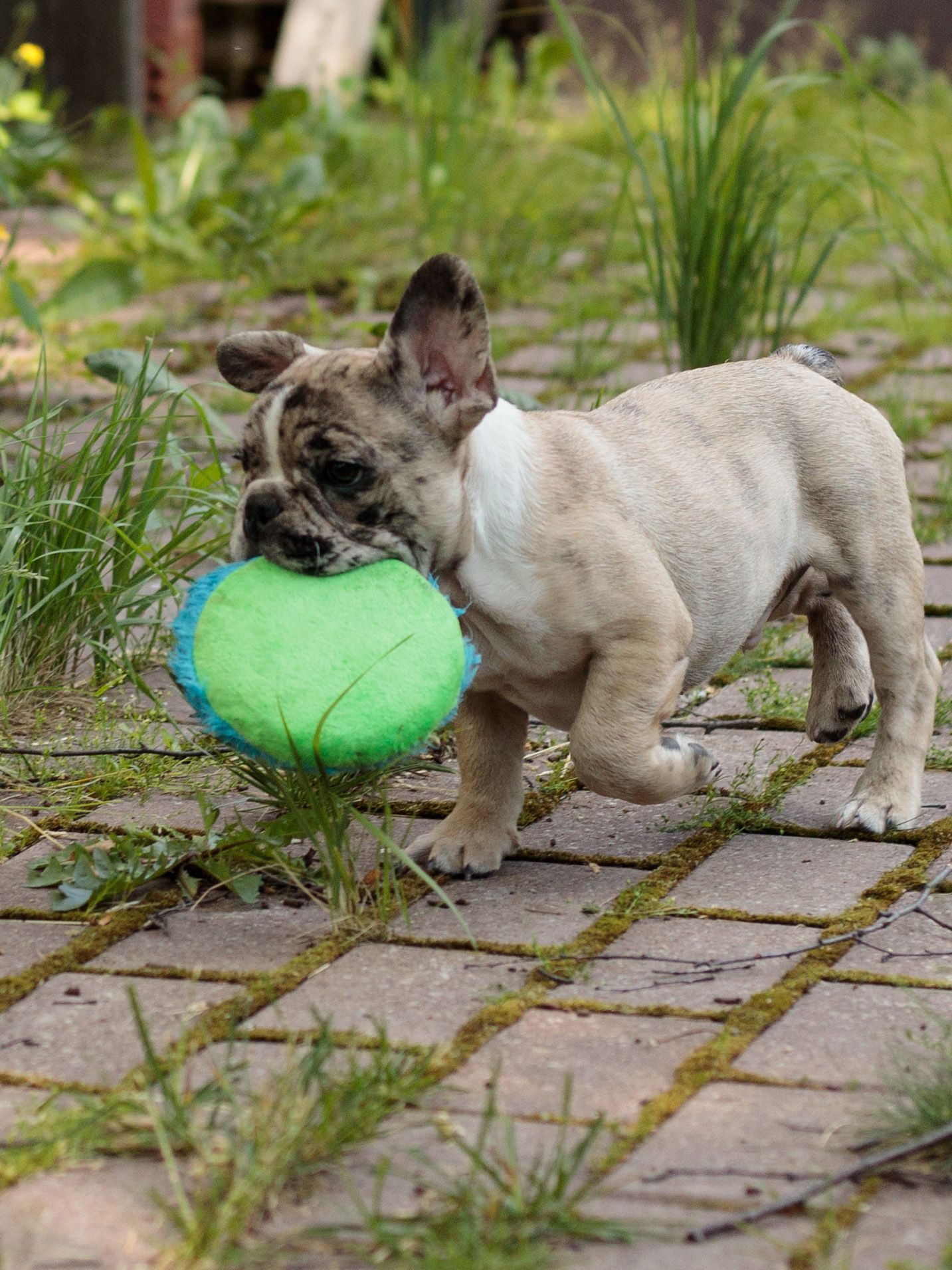 Product DTCT683065 photo 7