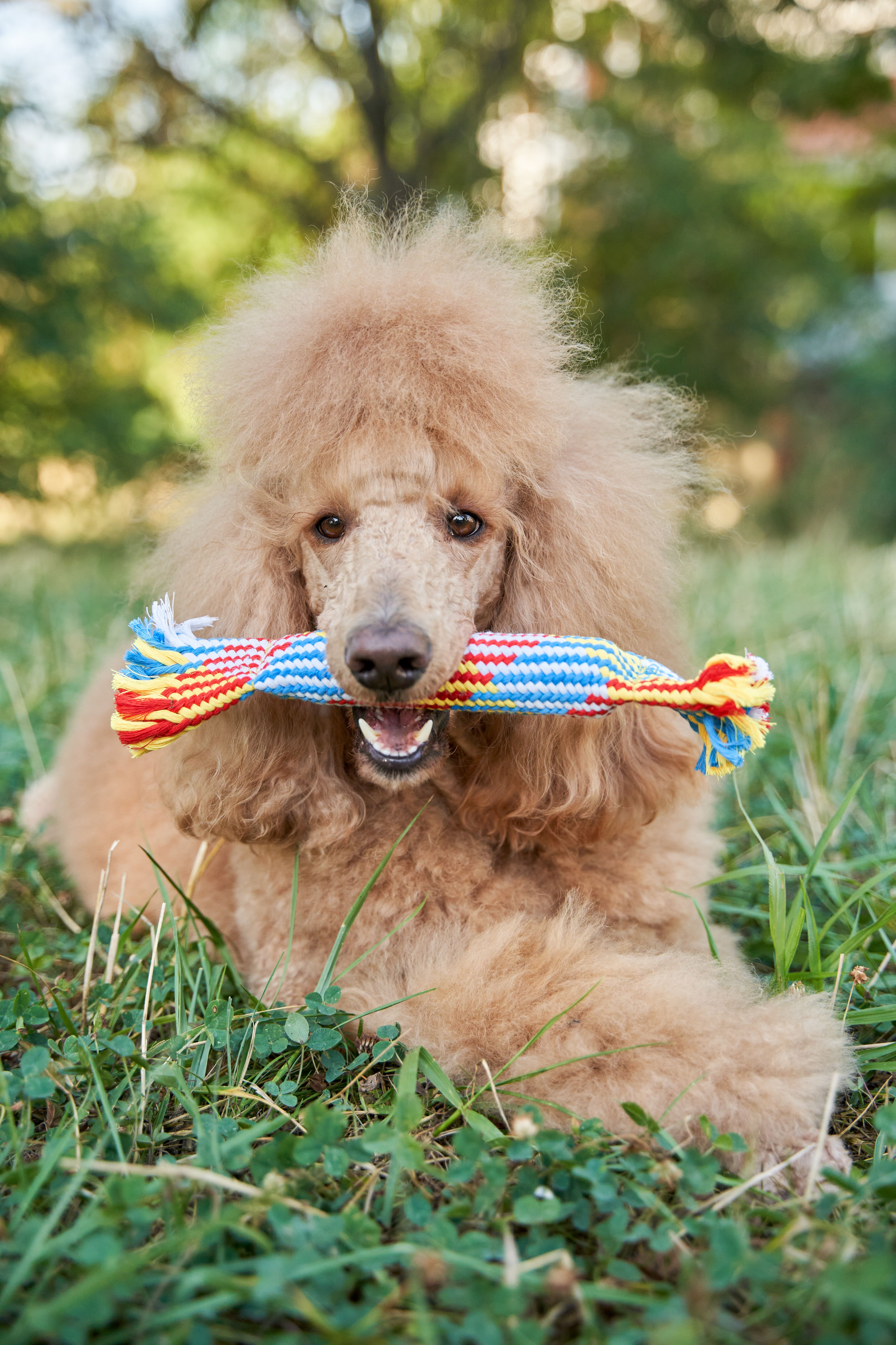 Product DTCT683812 photo 10