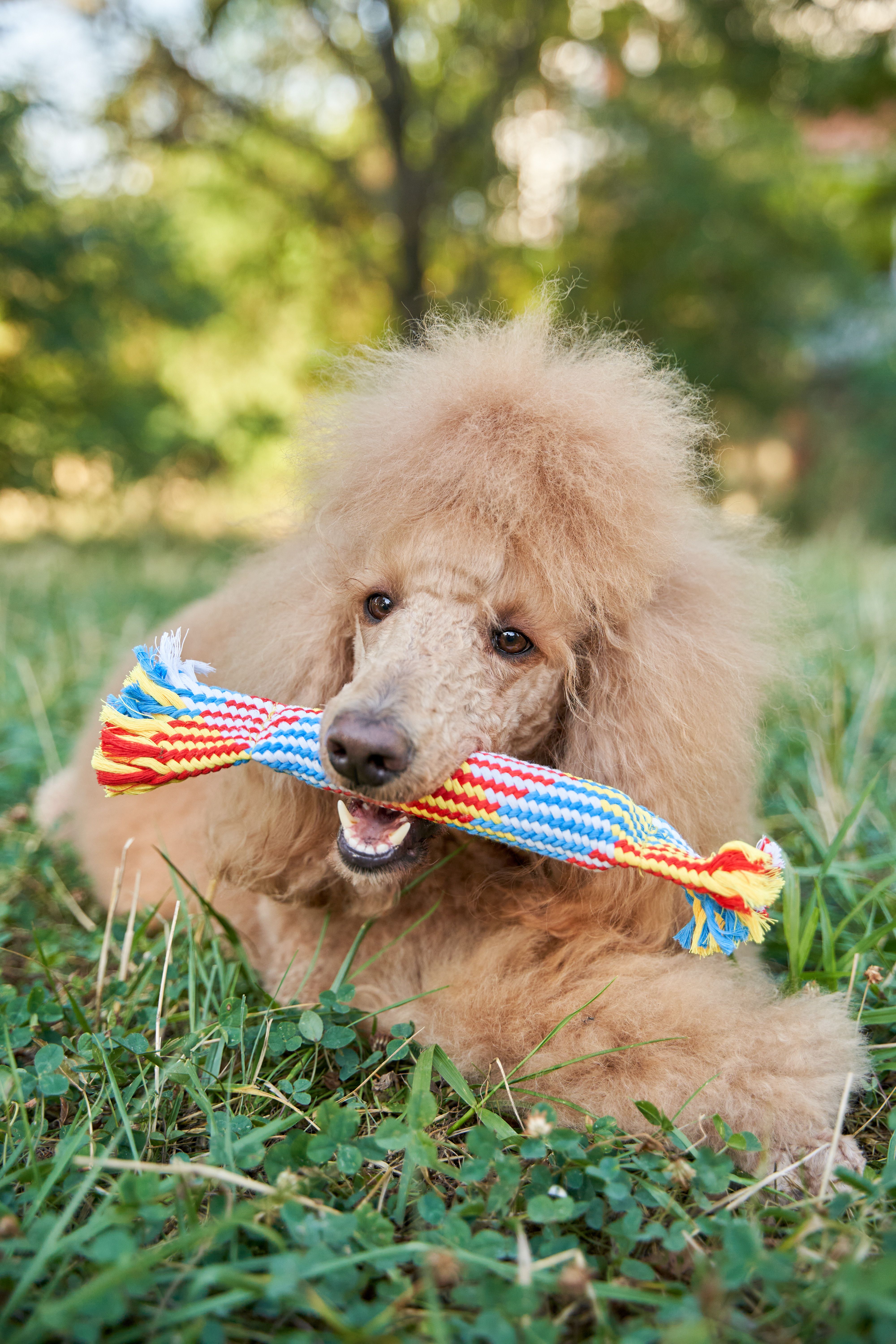 Product DTCT683812 photo 11