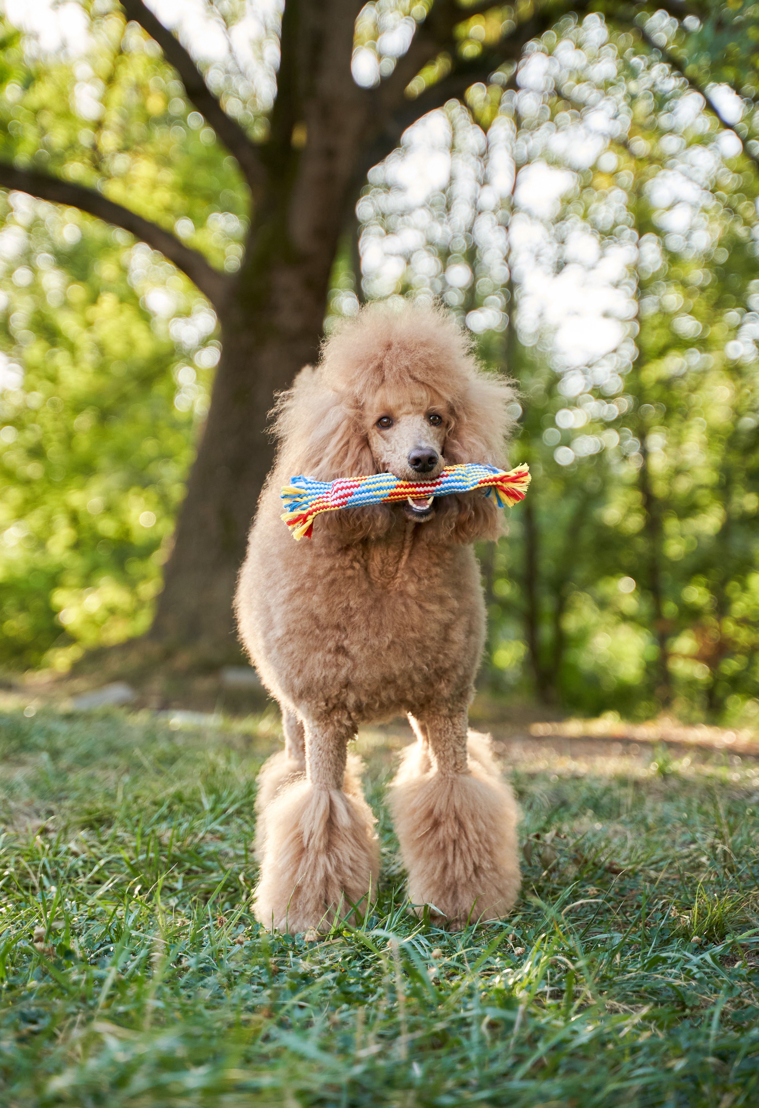 Product DTCT683812 photo 12