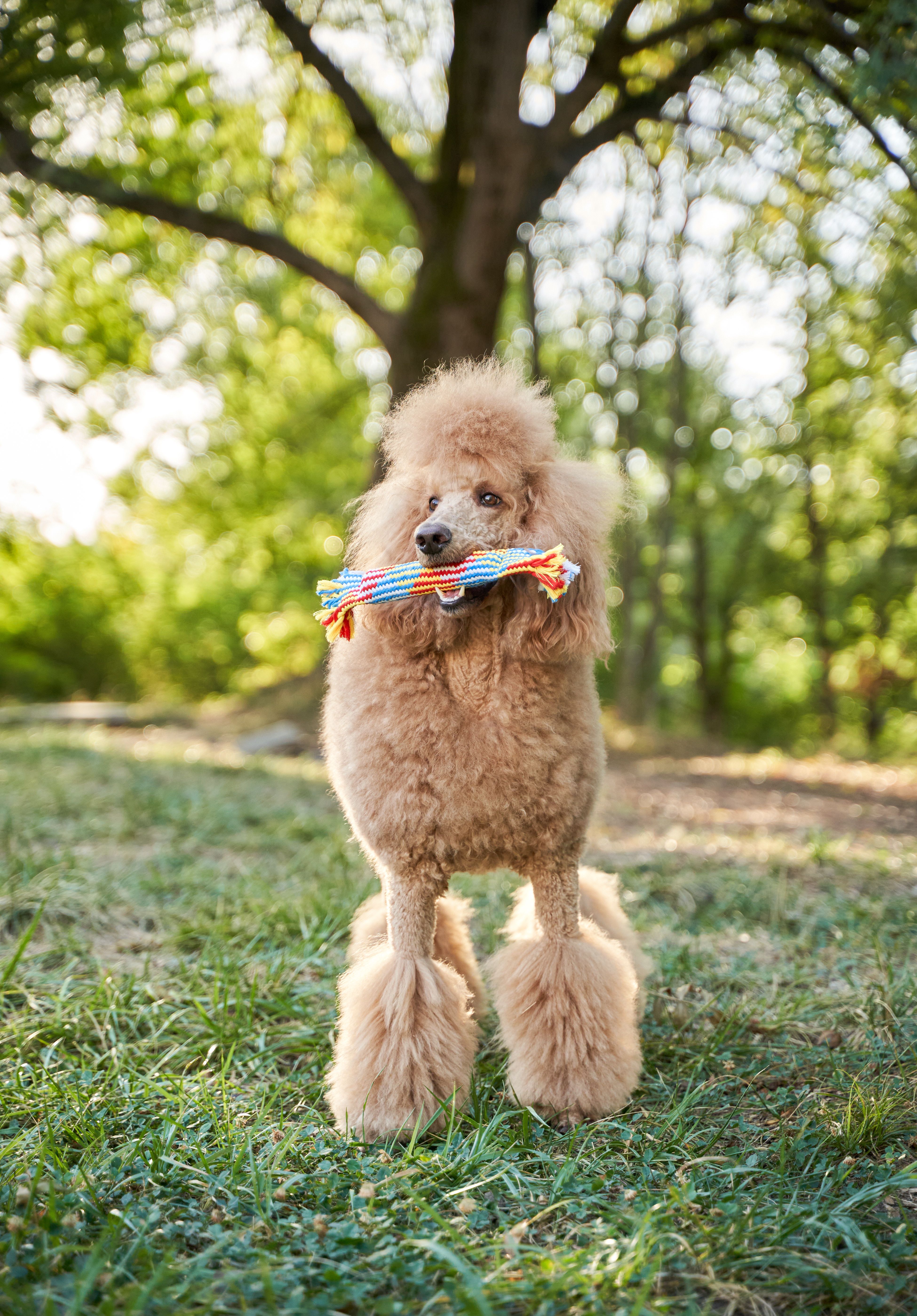 Product DTCT683812 photo 13