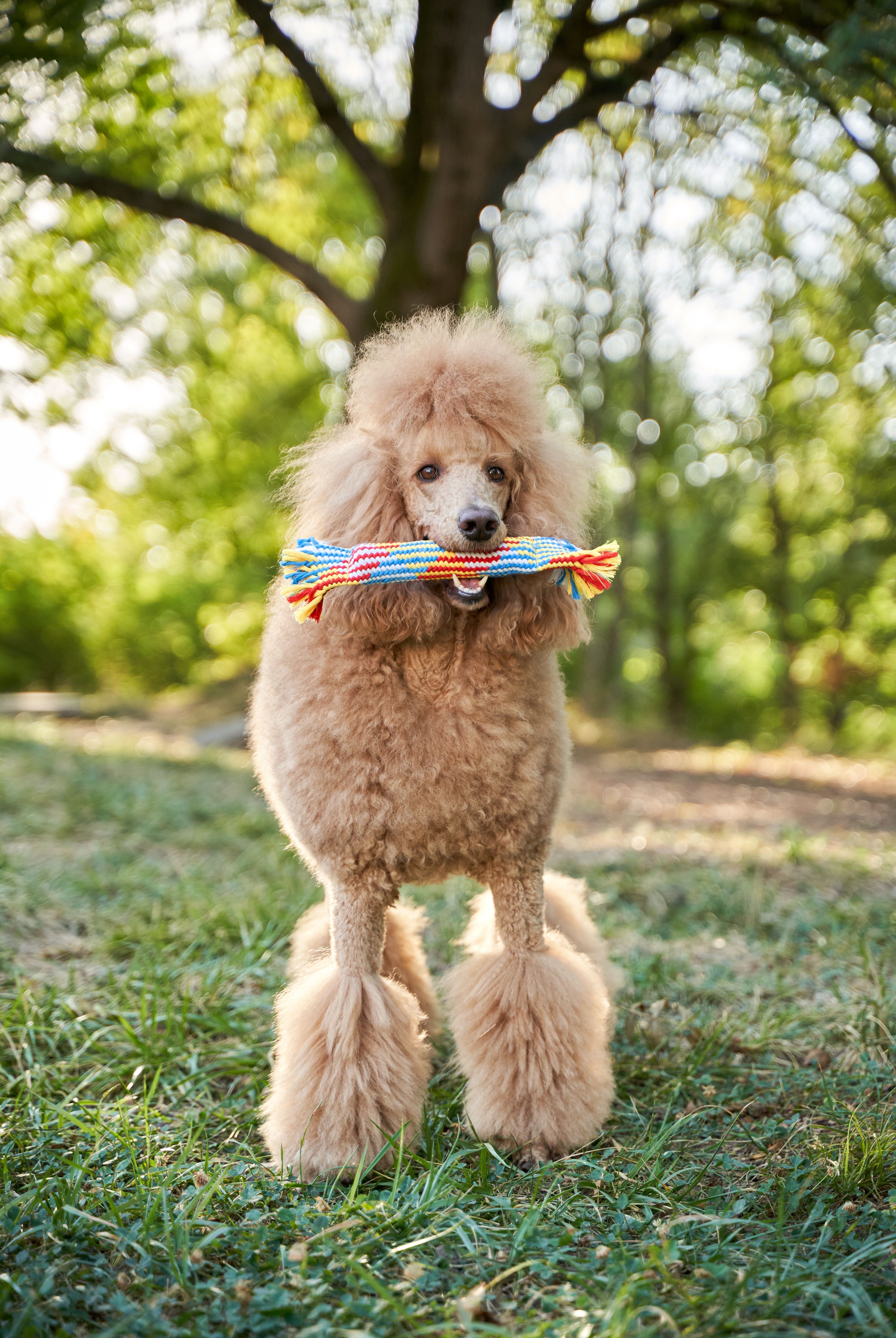 Product DTCT683812 photo 14