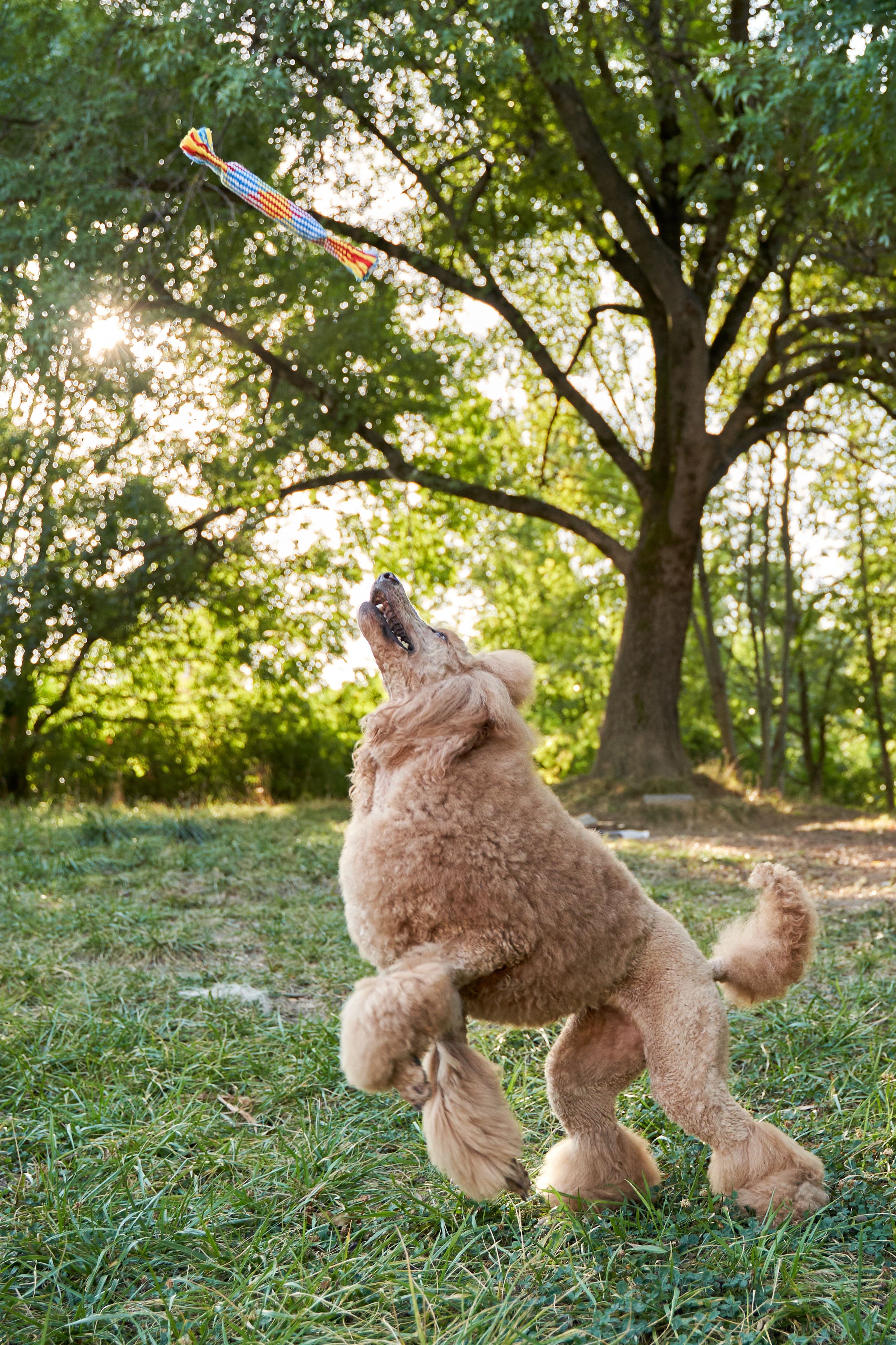 Product DTCT683812 photo 15