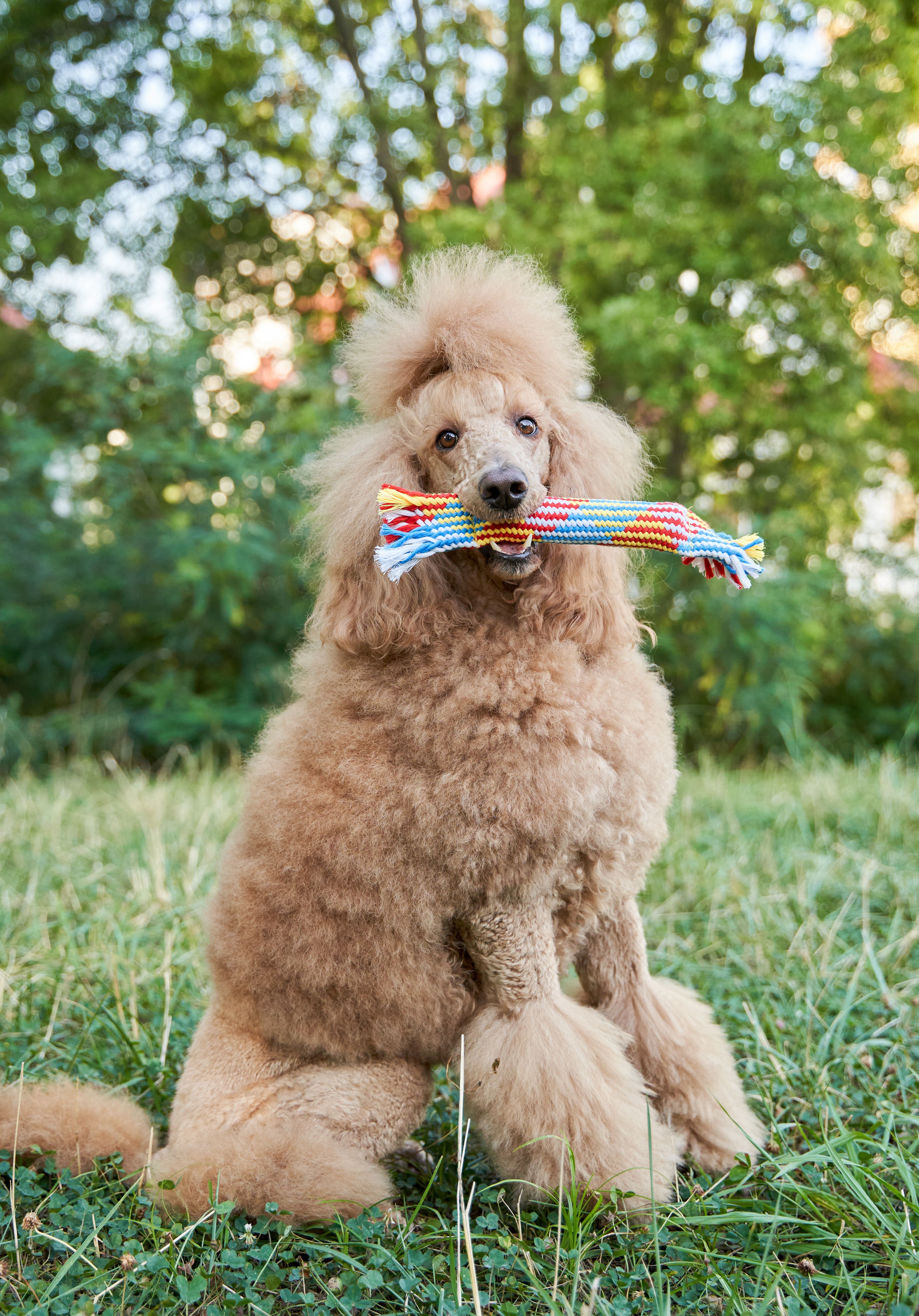 Product DTCT683812 photo 16