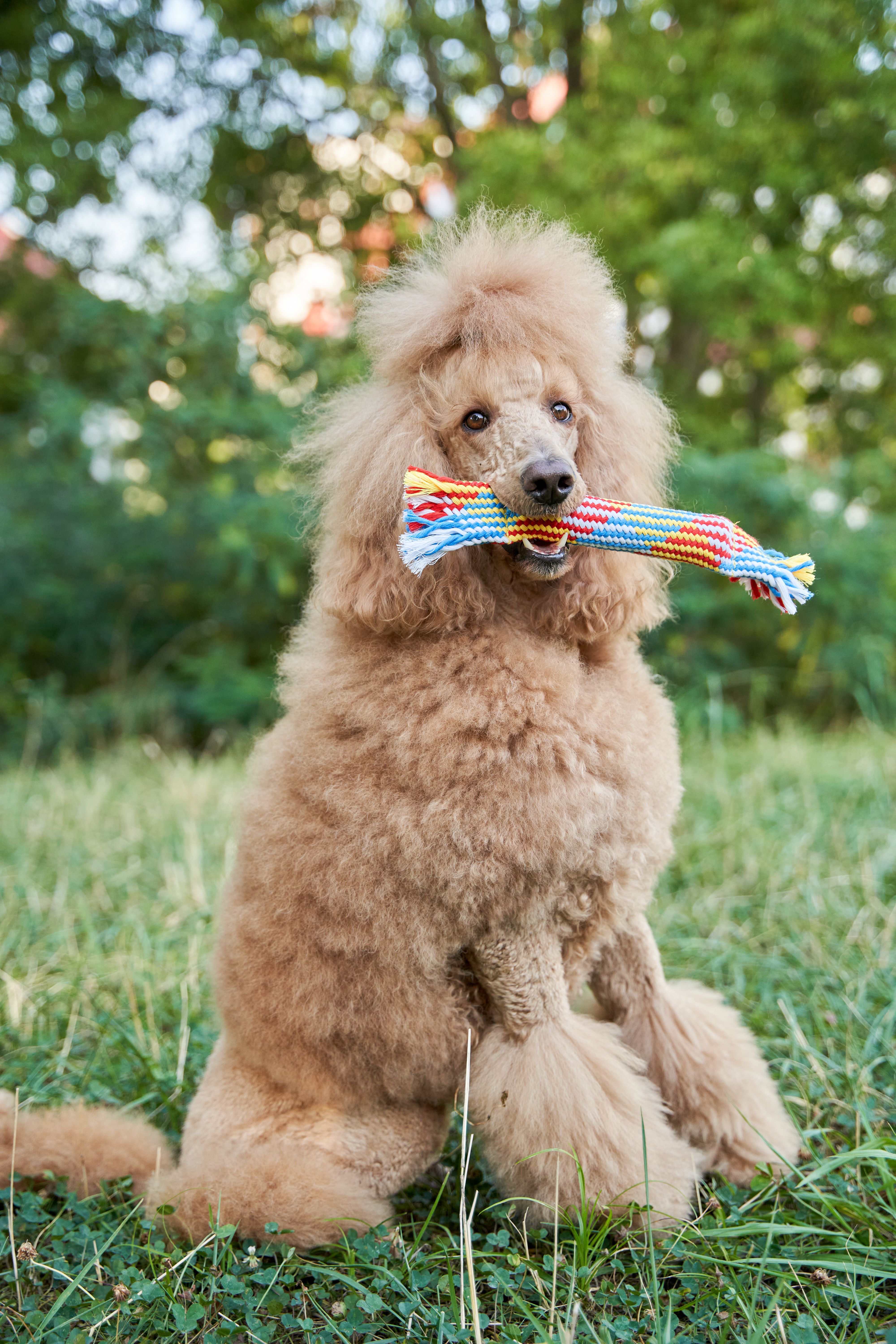 Product DTCT683812 photo 7