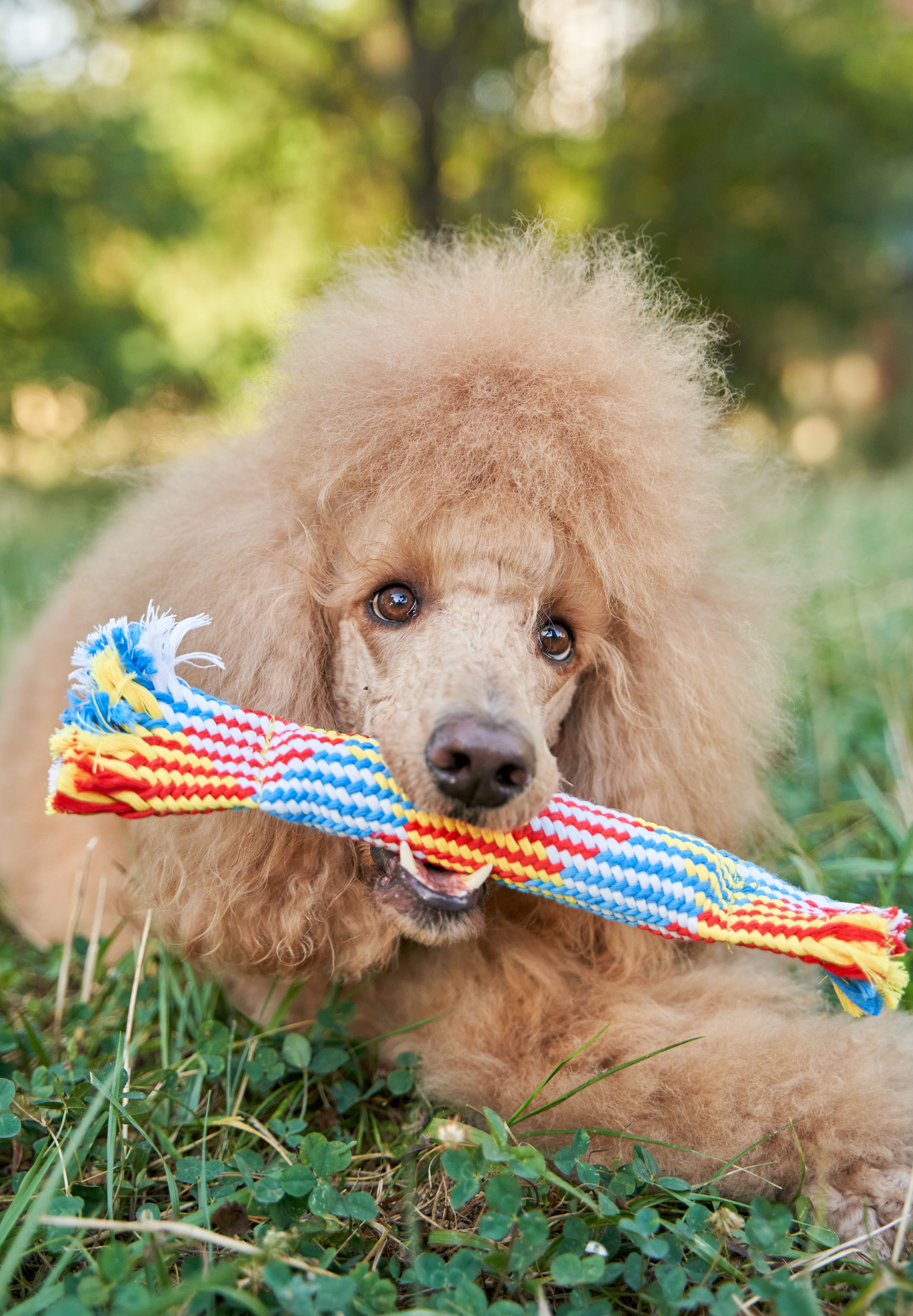 Product DTCT683812 photo 8