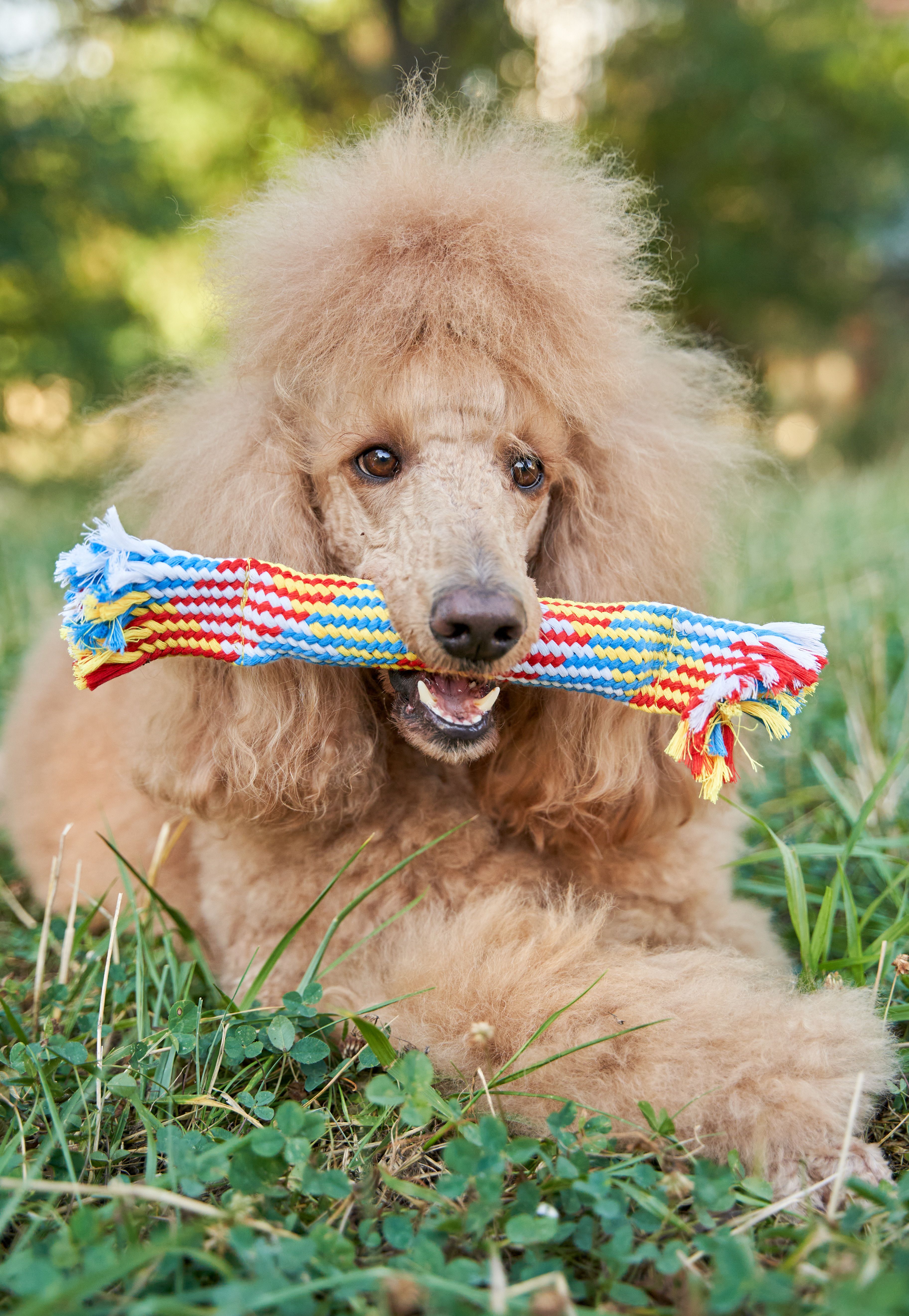 Product DTCT683812 photo 9