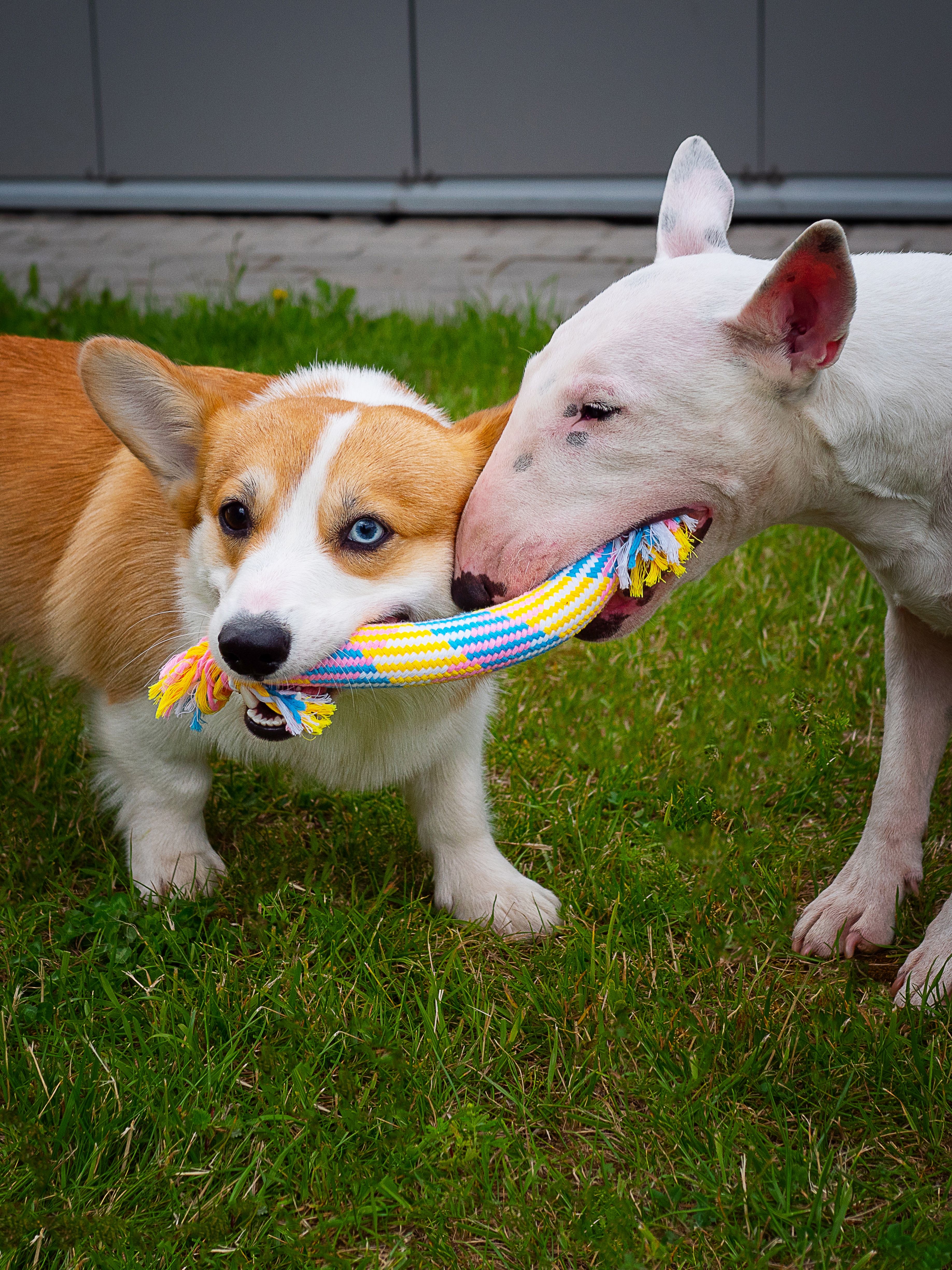 Product DTCT683829 photo 2