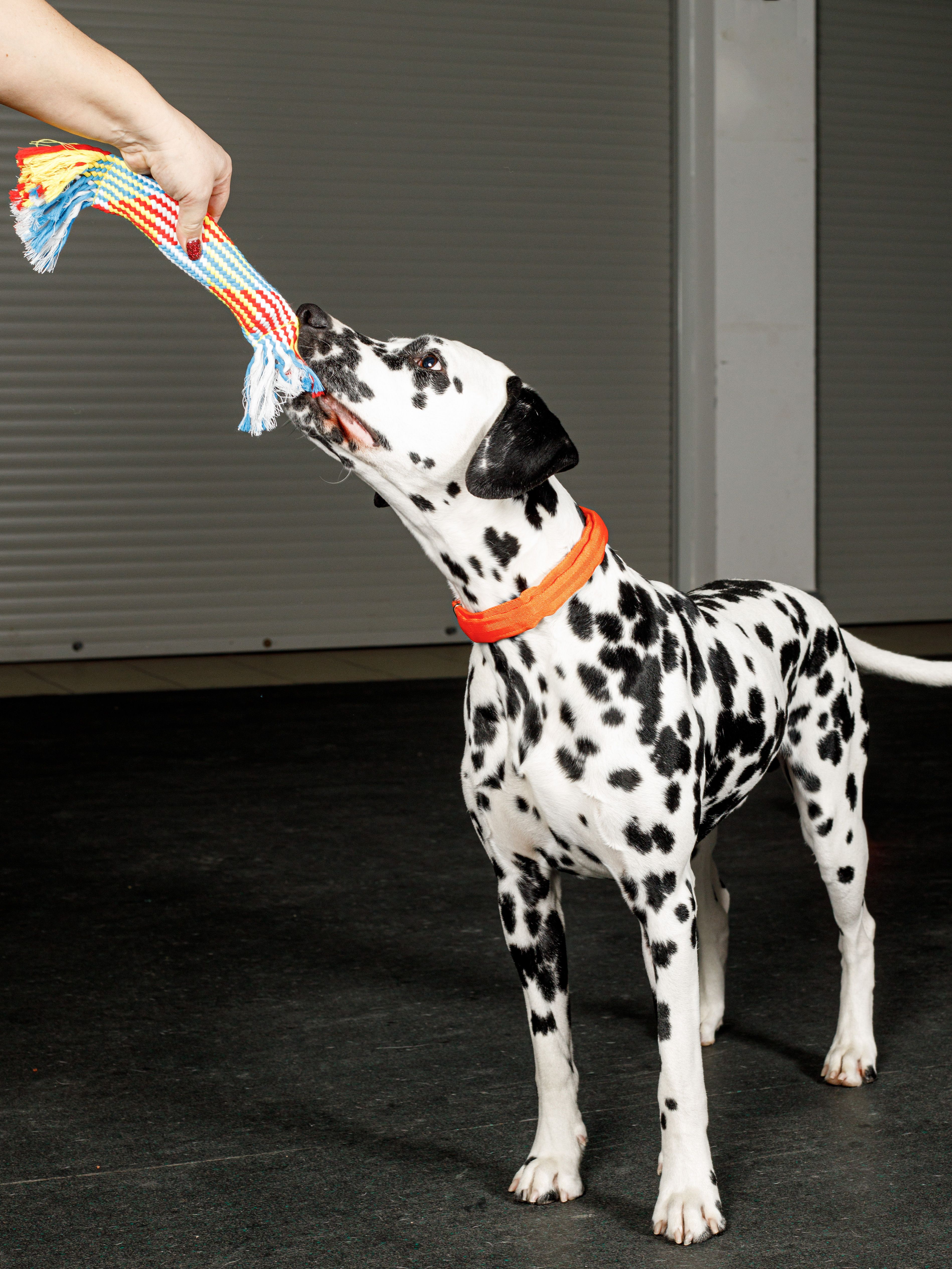 Product DTCT683829 photo 5