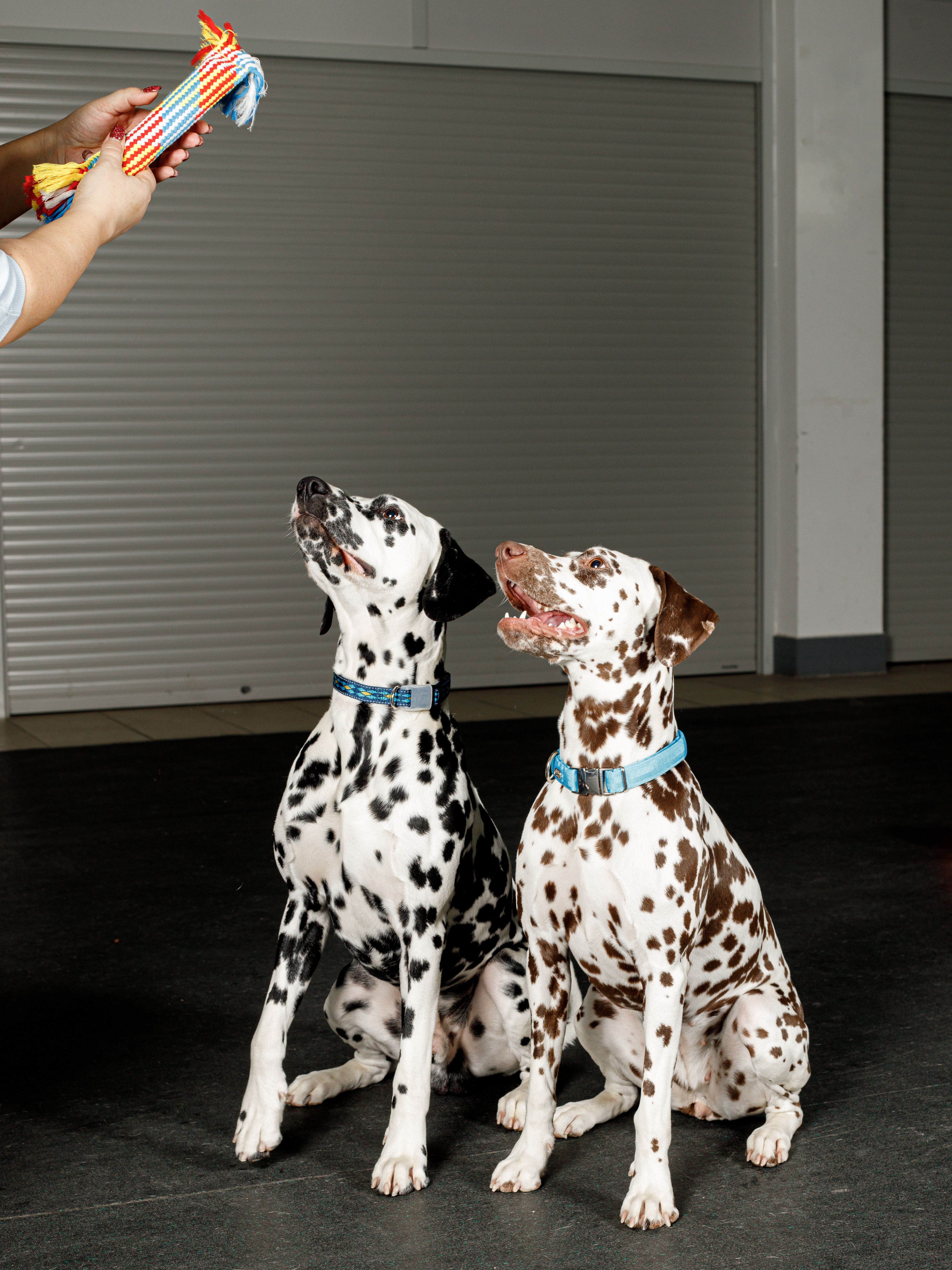 Product DTCT683829 photo 6