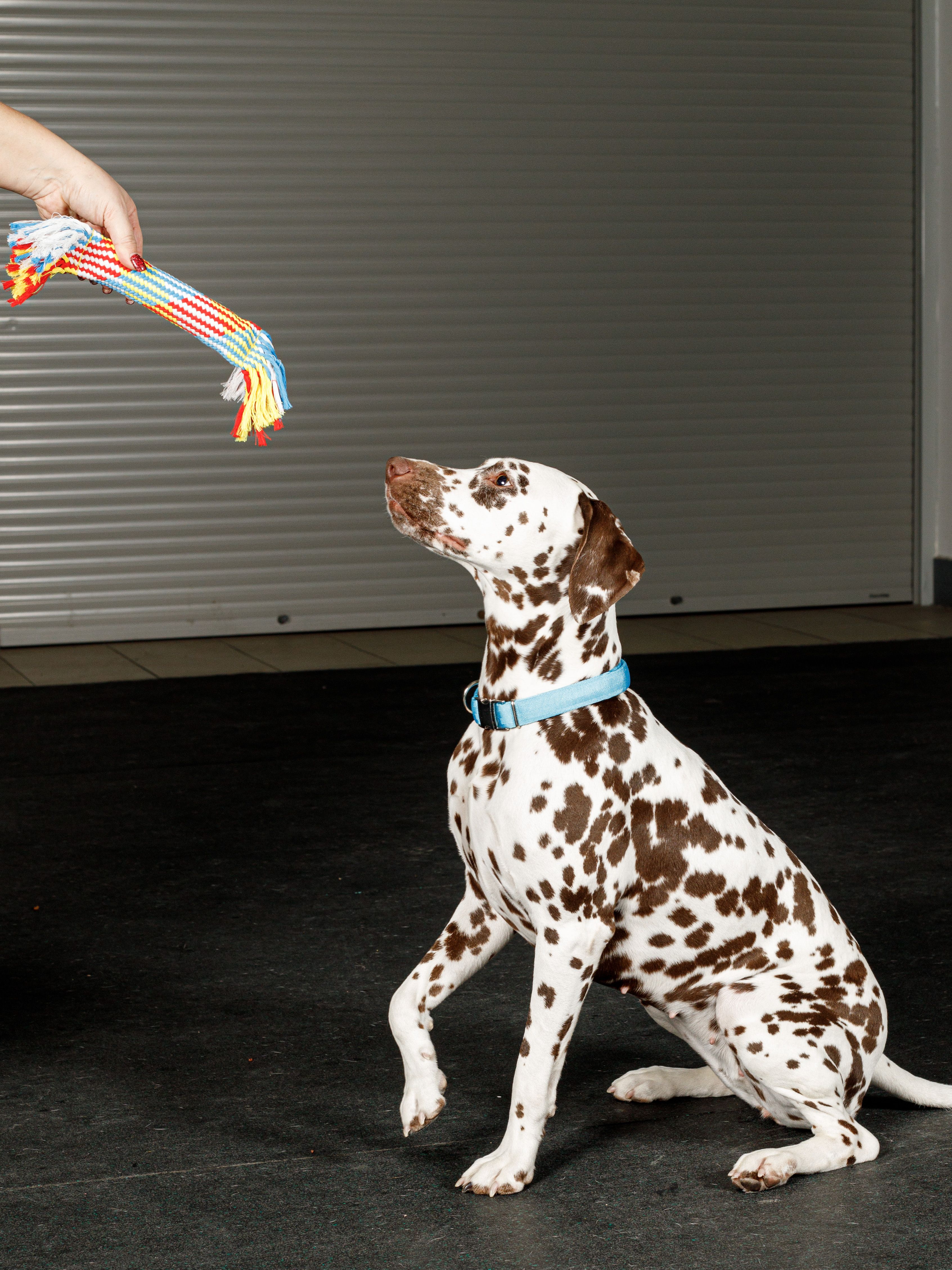 Product DTCT683829 photo 7