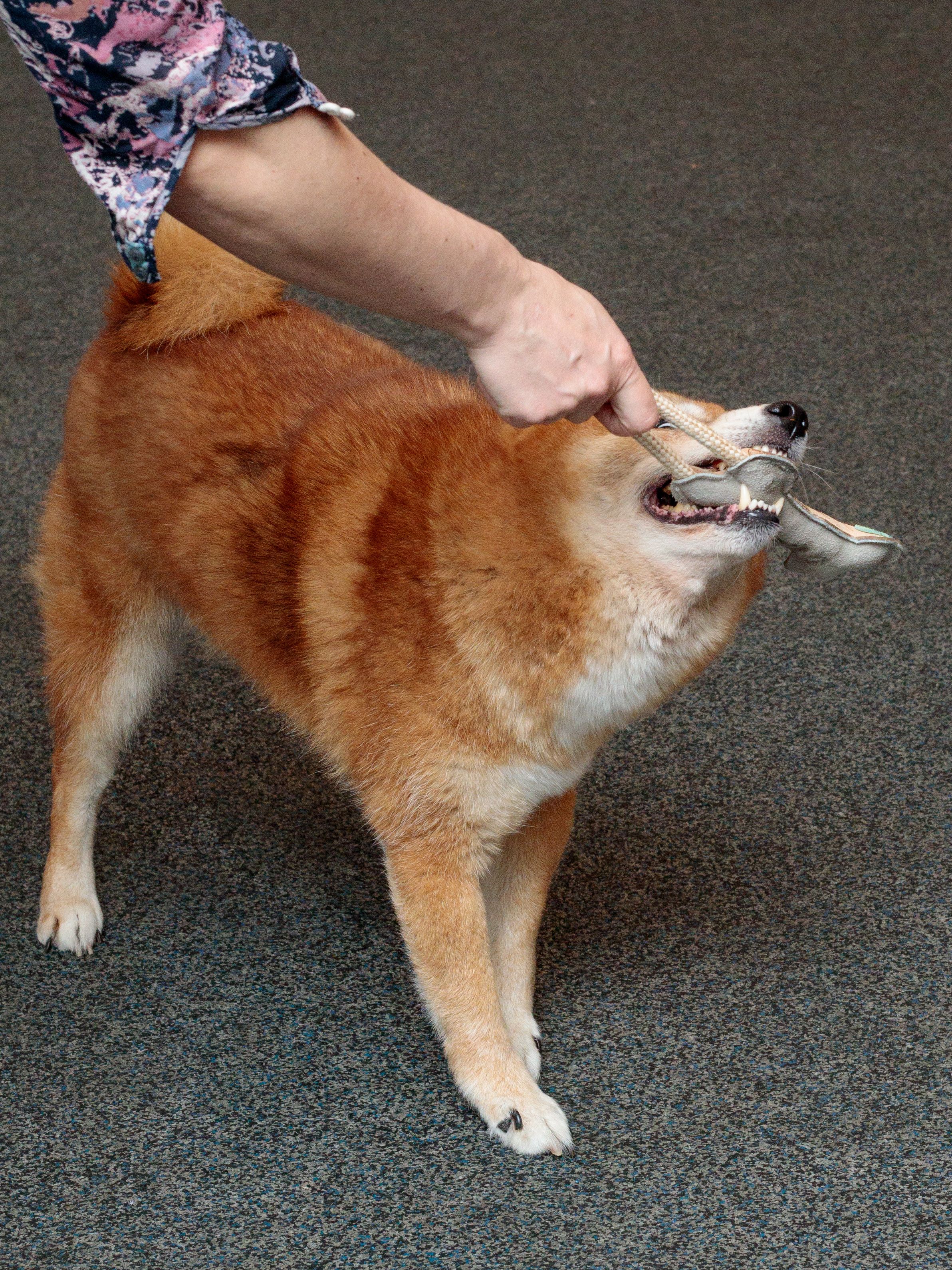 Produkt DTCT857177 Bild 2