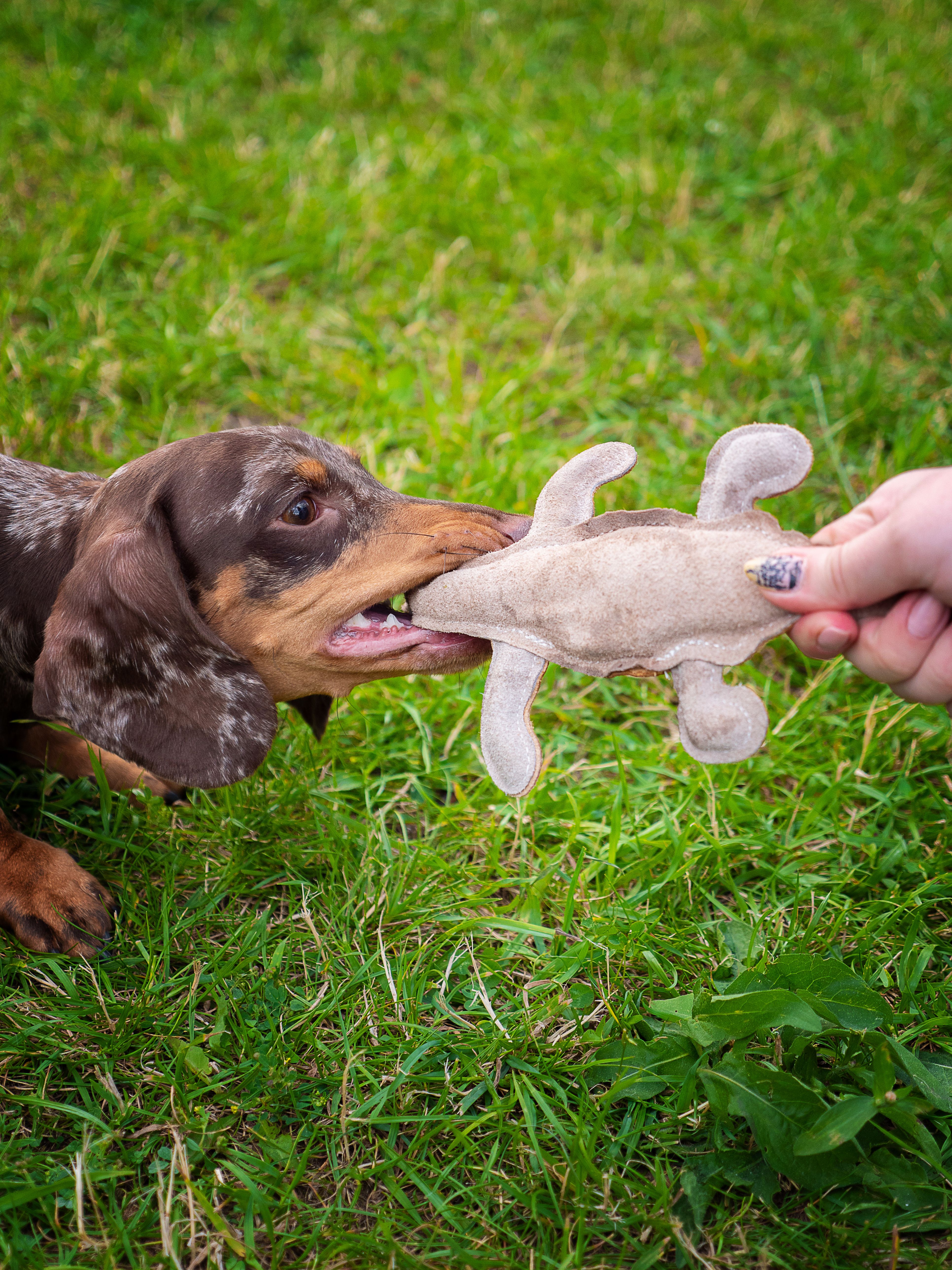 Produkt DTCT857306 Bild 2