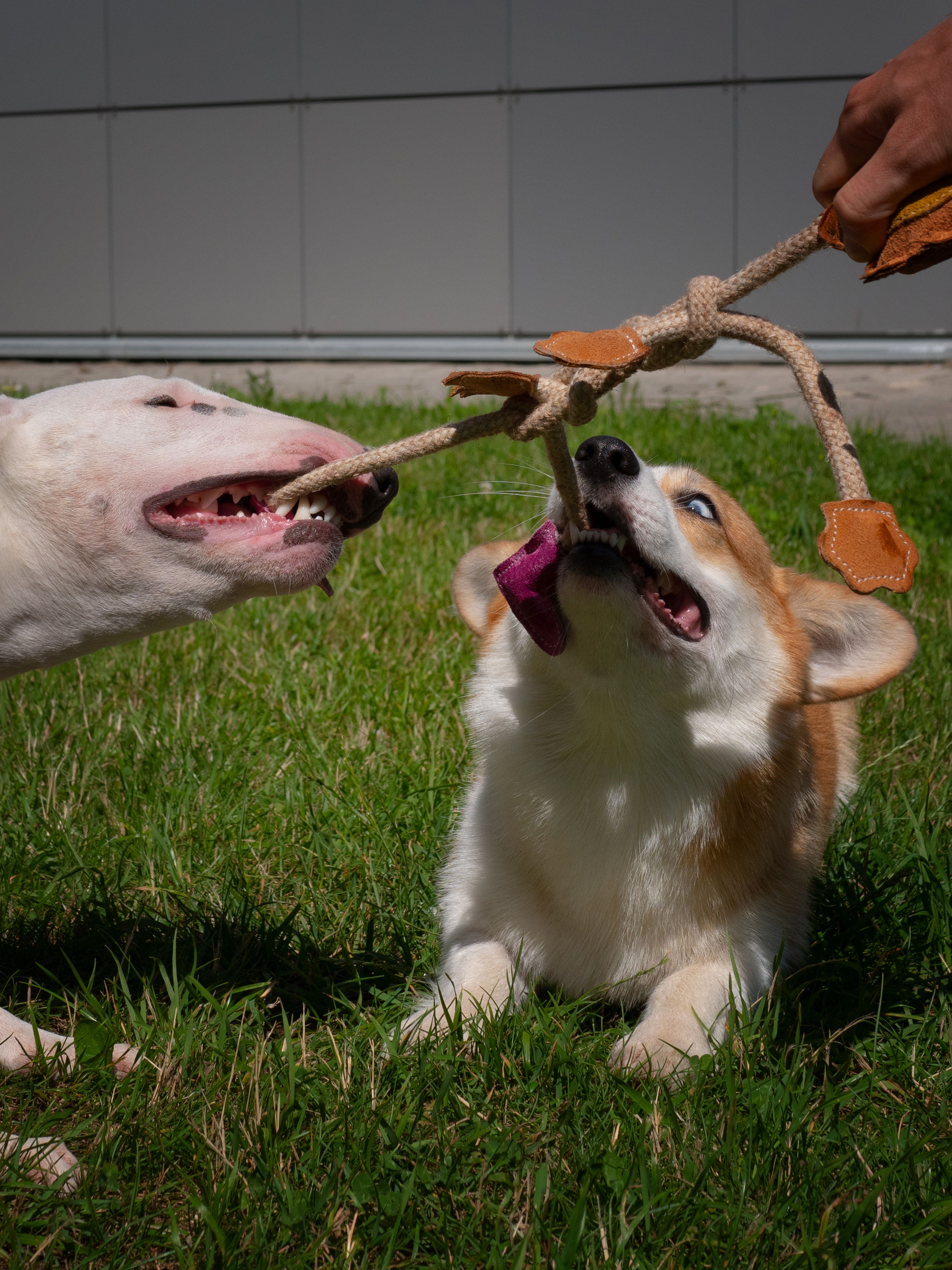 Produkt DTCT857788 Bild 2