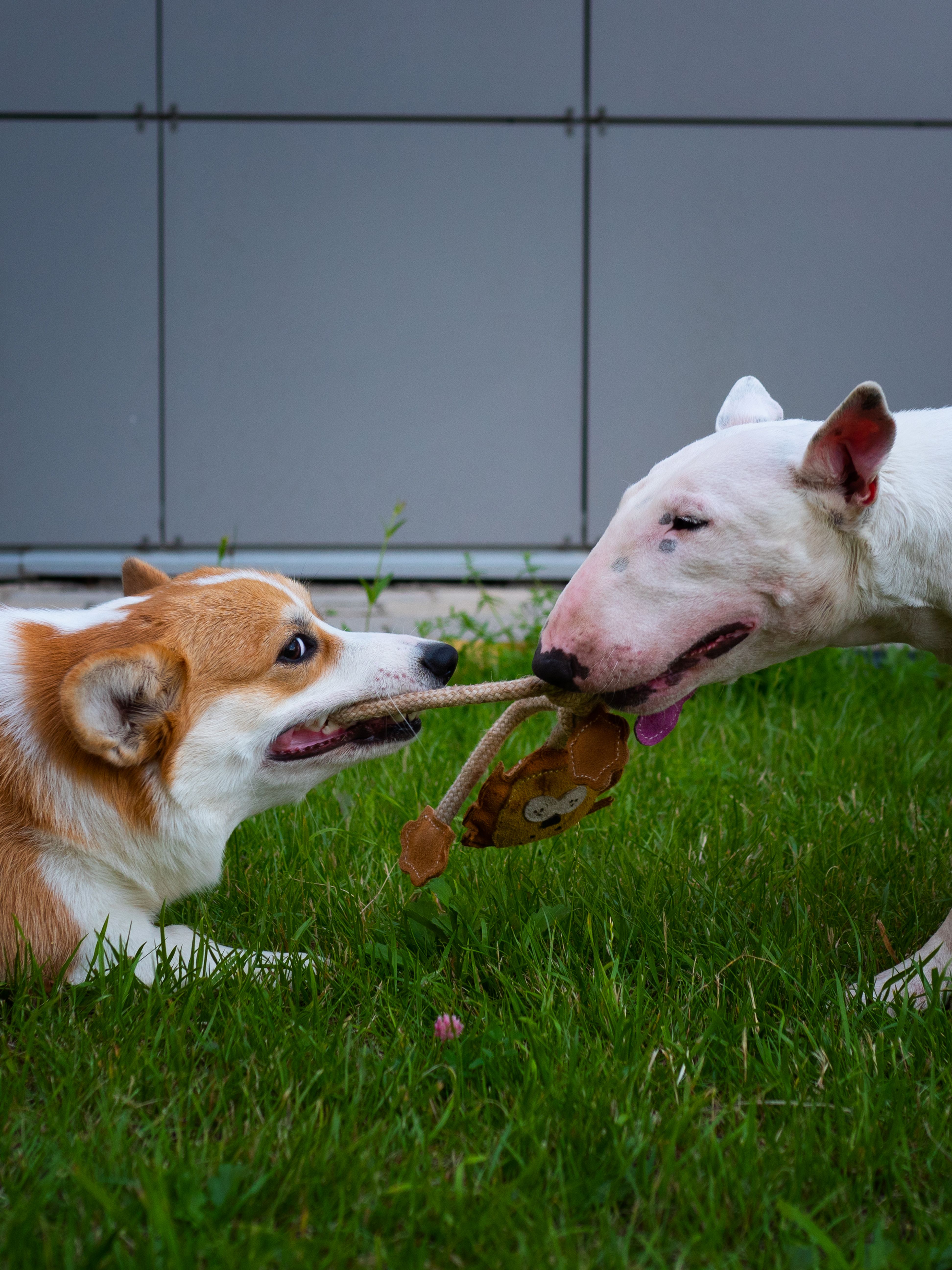 Produkt DTCT857788 Bild 3