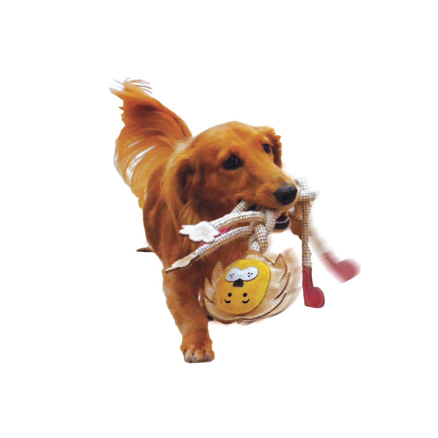 Product DTCT857795 photo 2