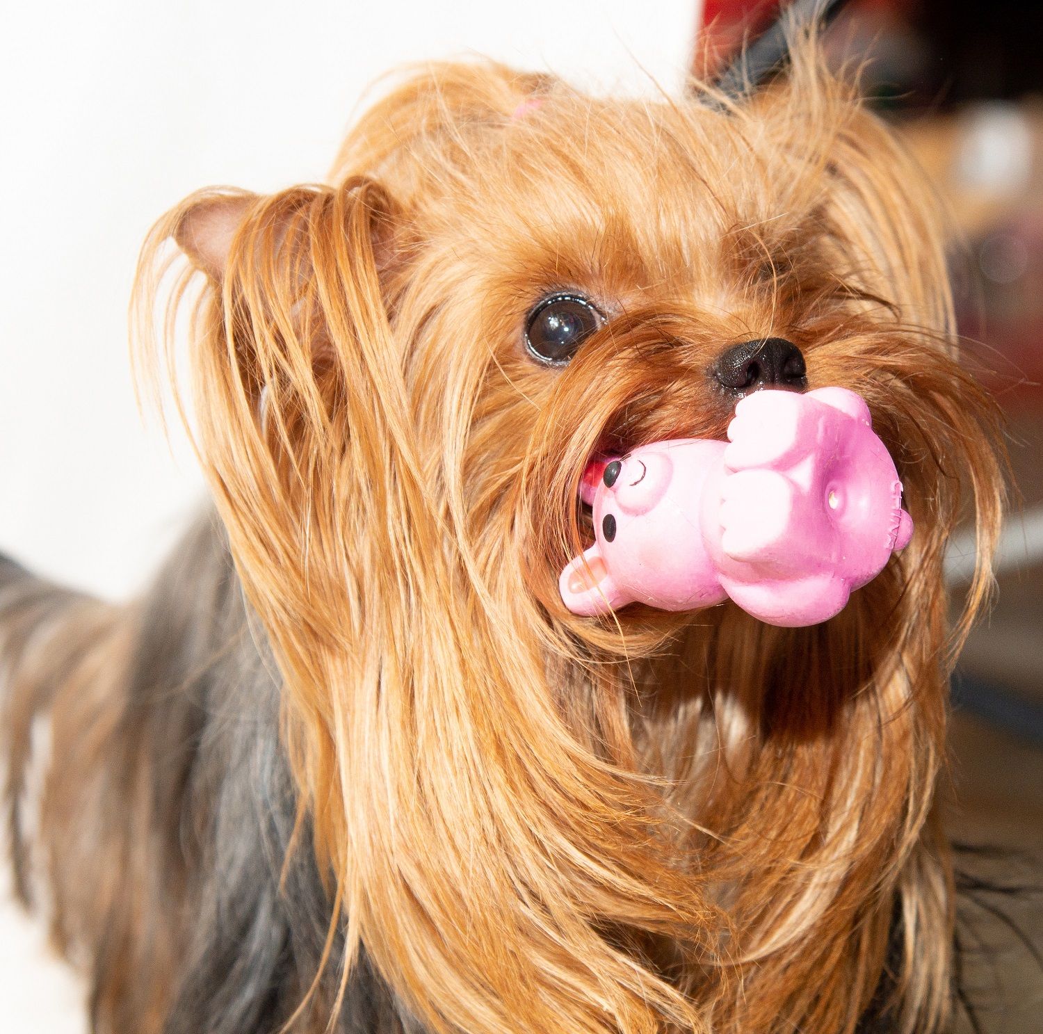 Product DTLT664637 photo 2