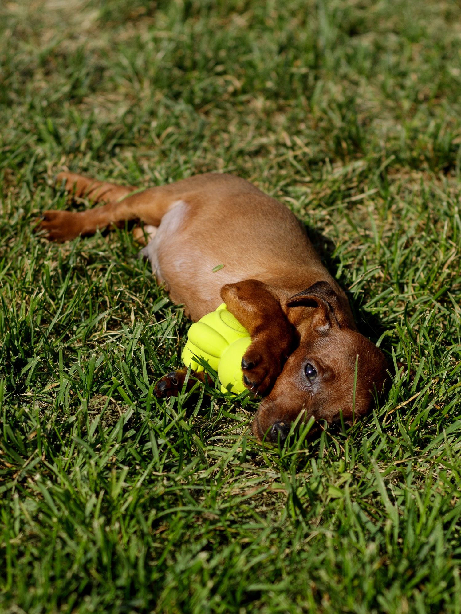 Product DTLT664651 photo 3