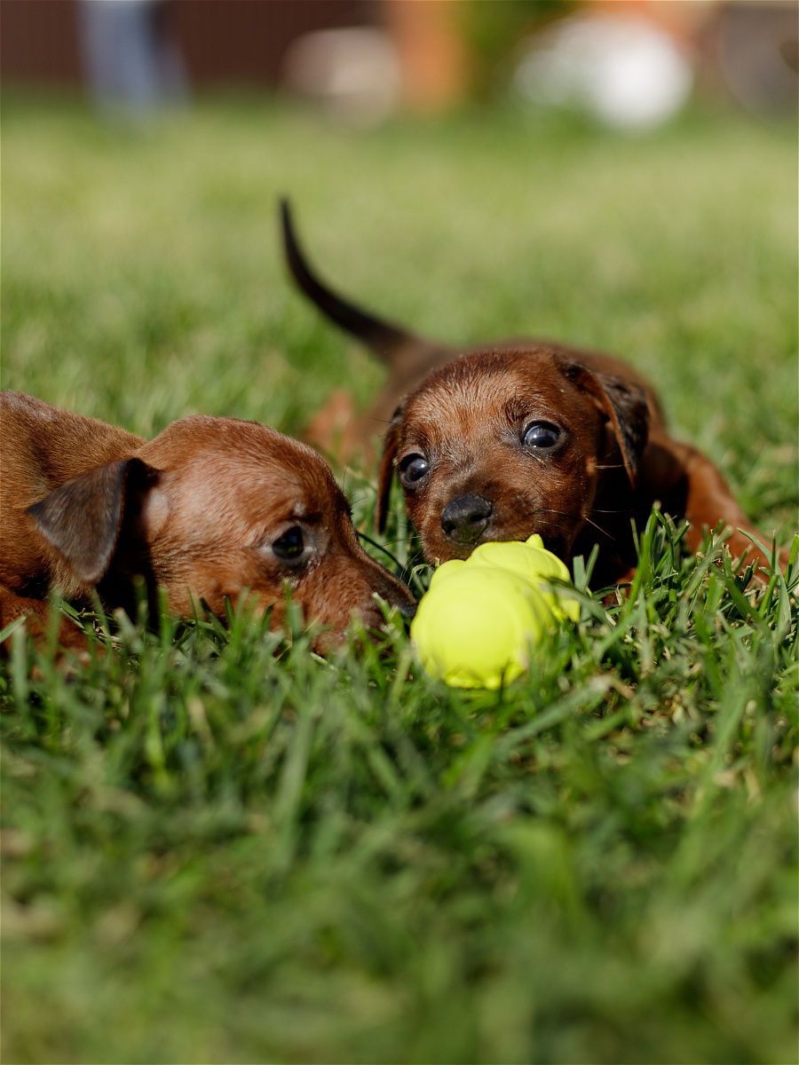 Product DTLT664651 photo 4