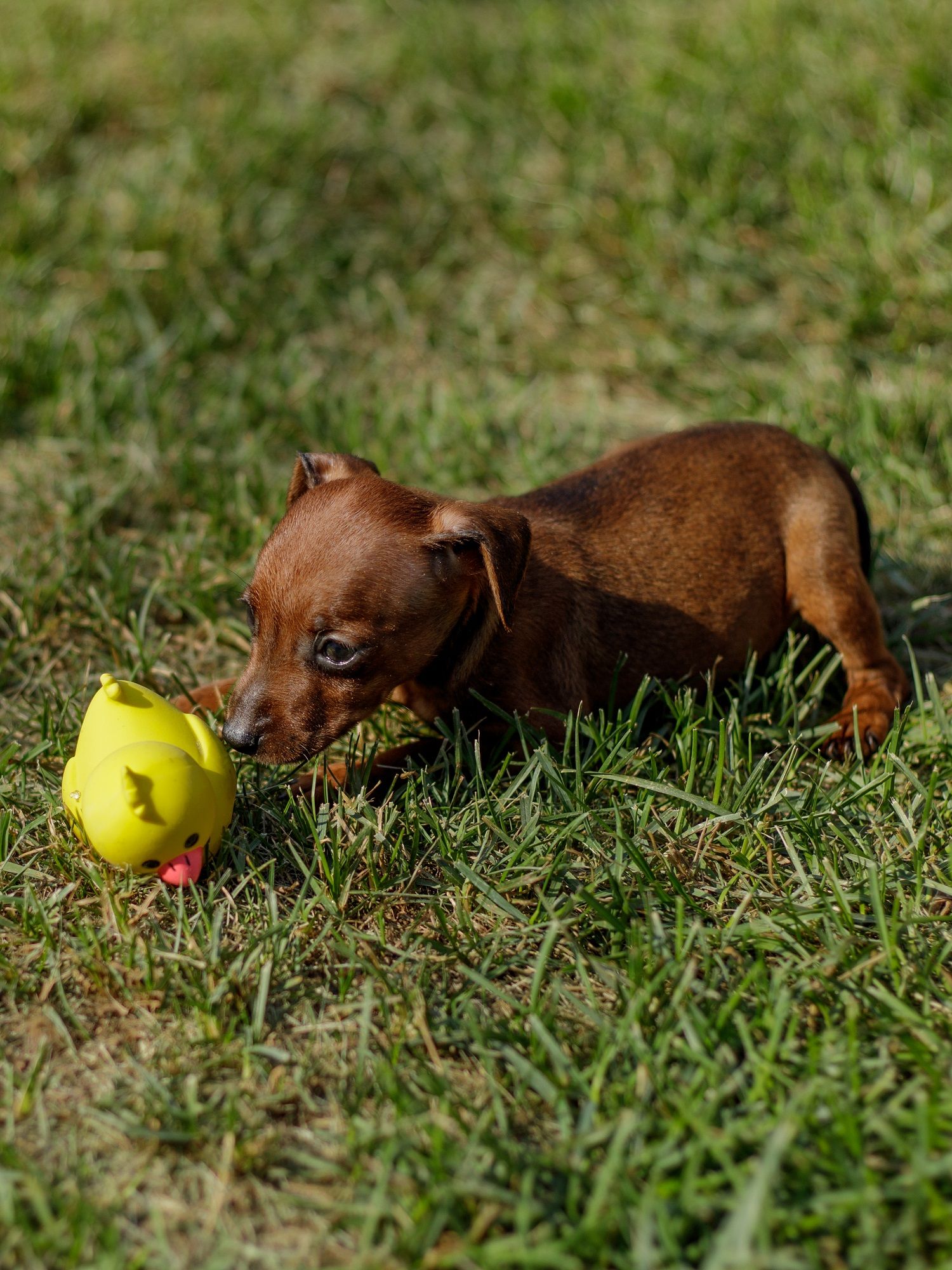 Produkt DTLT664668 Bild 6