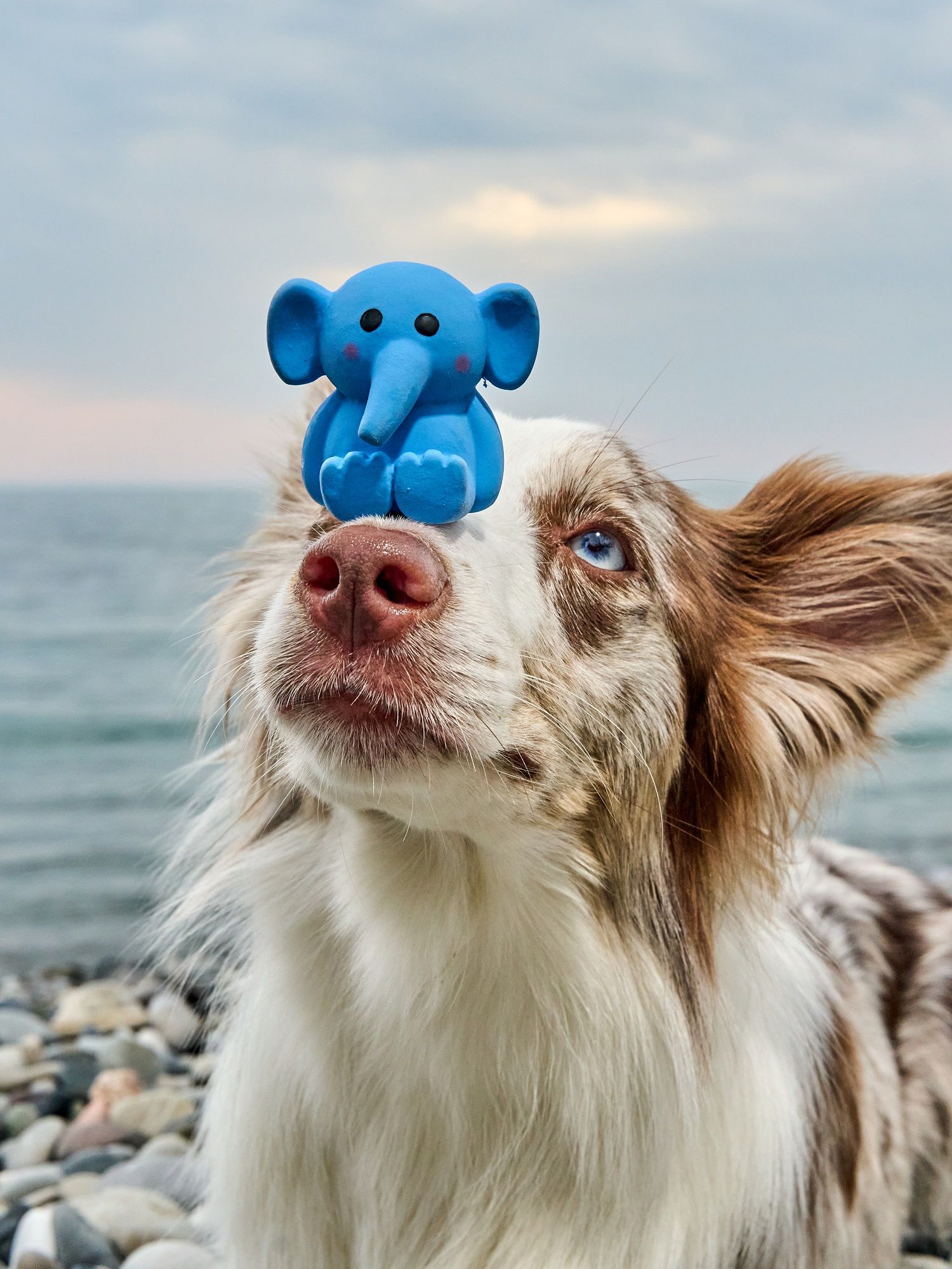 Product DTLT664675 photo 5