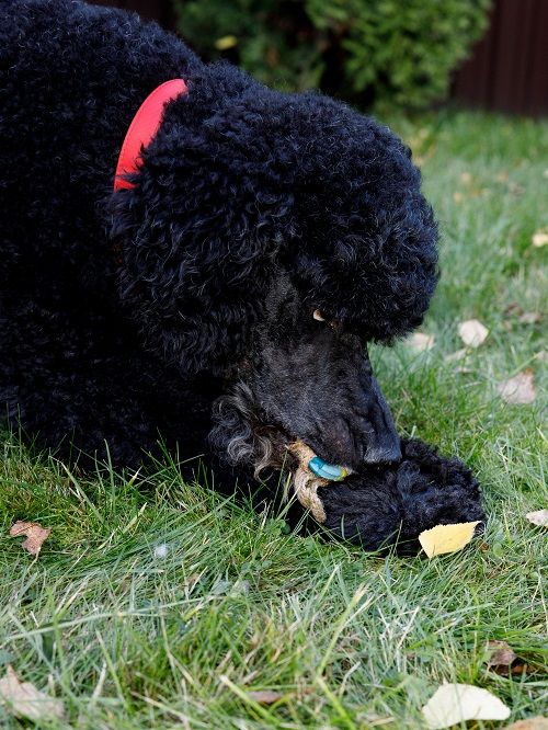 Product DTLT857580 photo 10