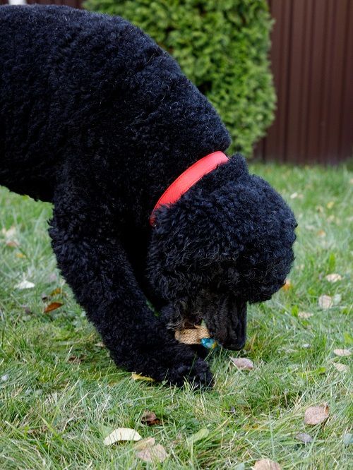 Product DTLT857580 photo 11