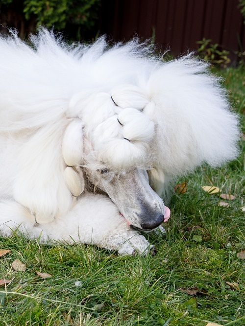 Product DTLT857597 photo 10