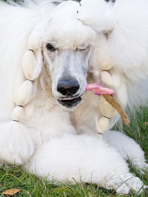 Product DTLT857597 photo 11