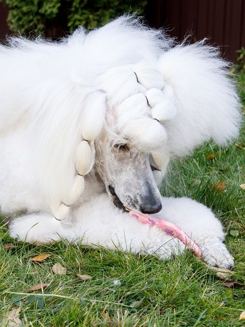 Product DTLT857597 photo 12