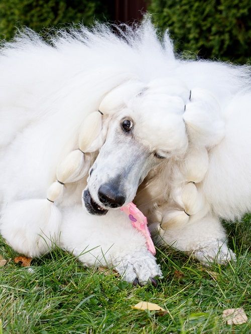 Product DTLT857597 photo 13