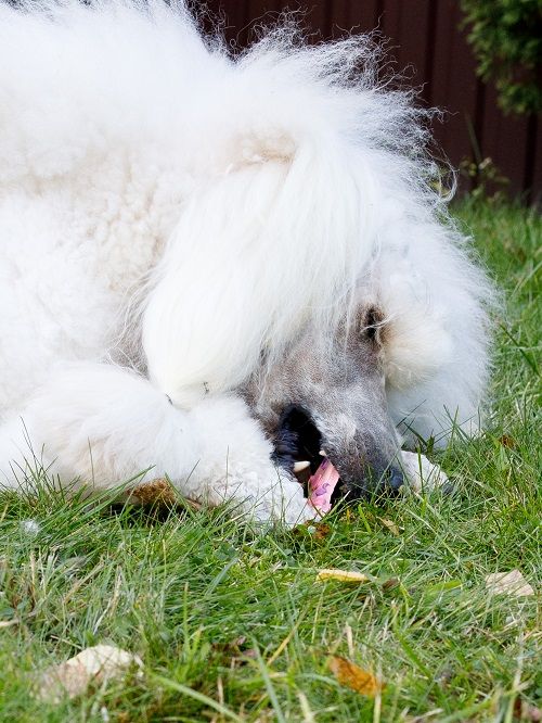 Product DTLT857597 photo 14