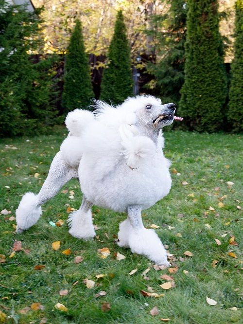 Product DTLT857597 photo 15