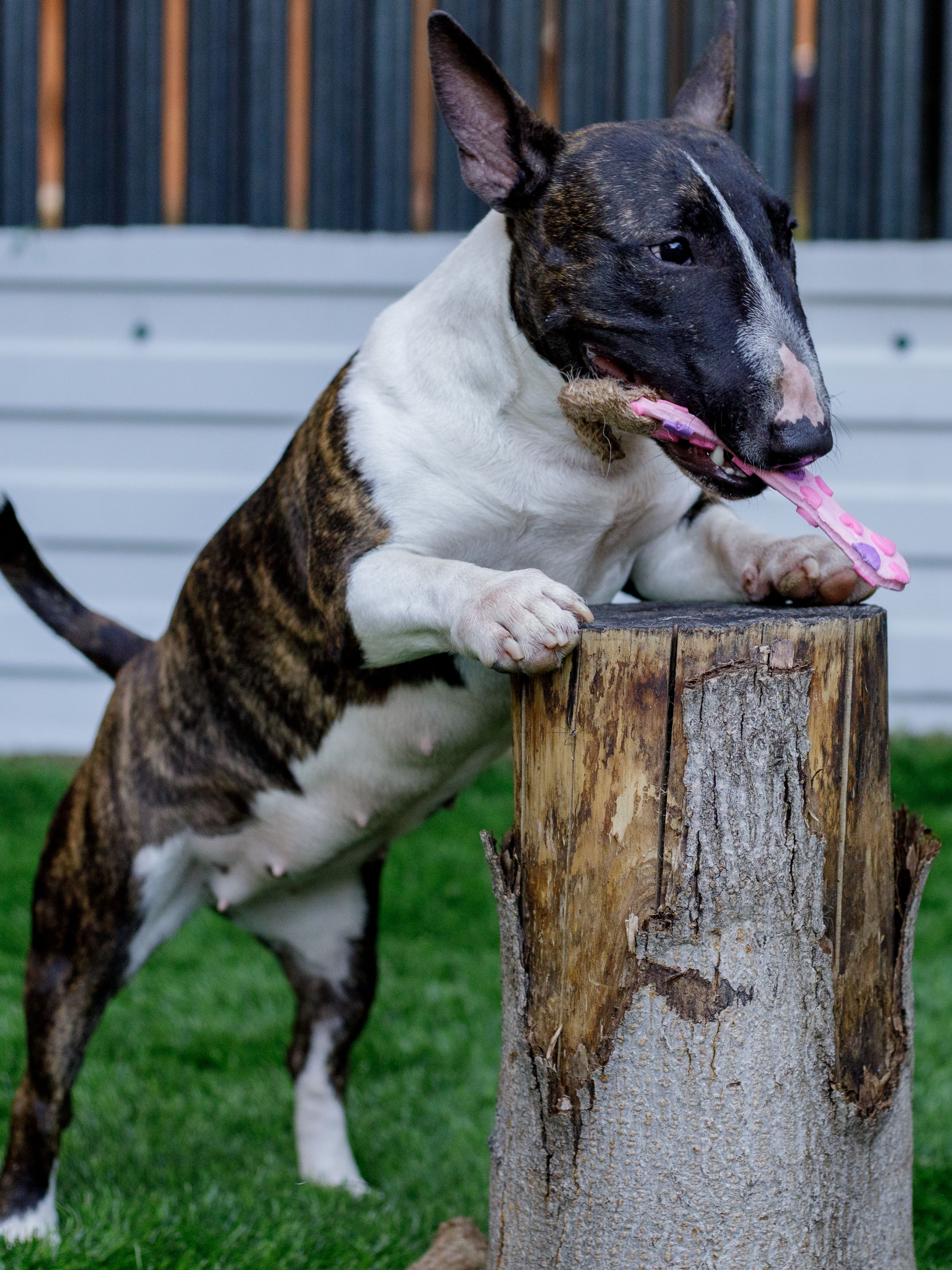 Product DTLT857597 photo 2