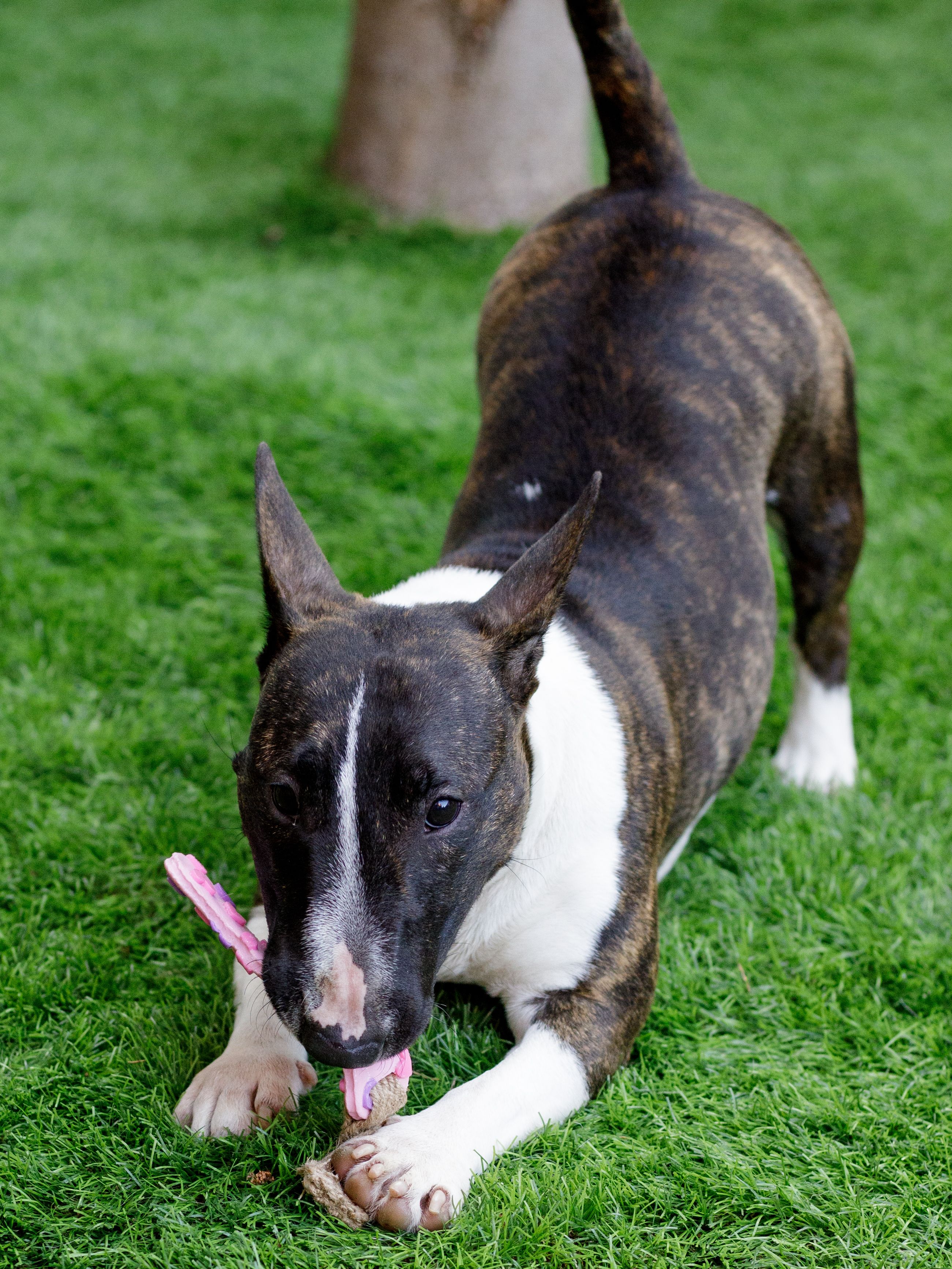 Product DTLT857597 photo 3