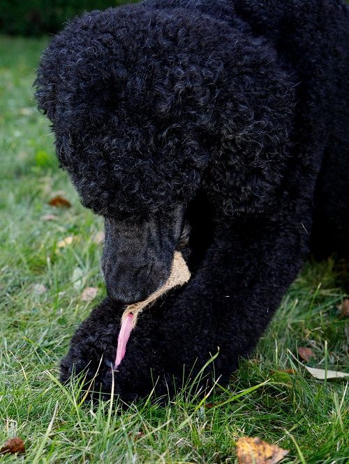 Product DTLT857597 photo 8