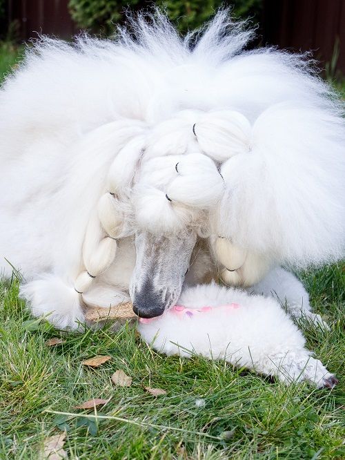 Product DTLT857597 photo 9