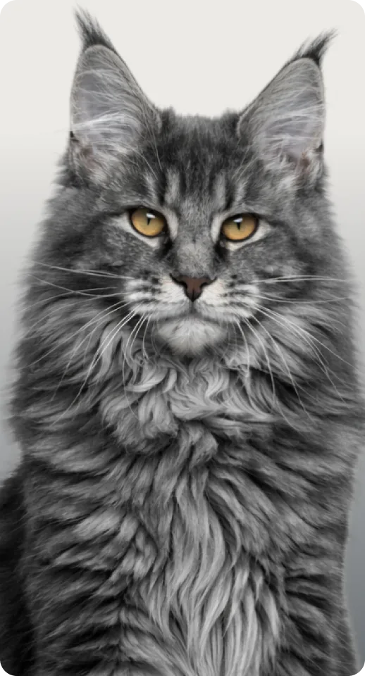 Katze