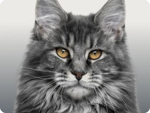 Katze