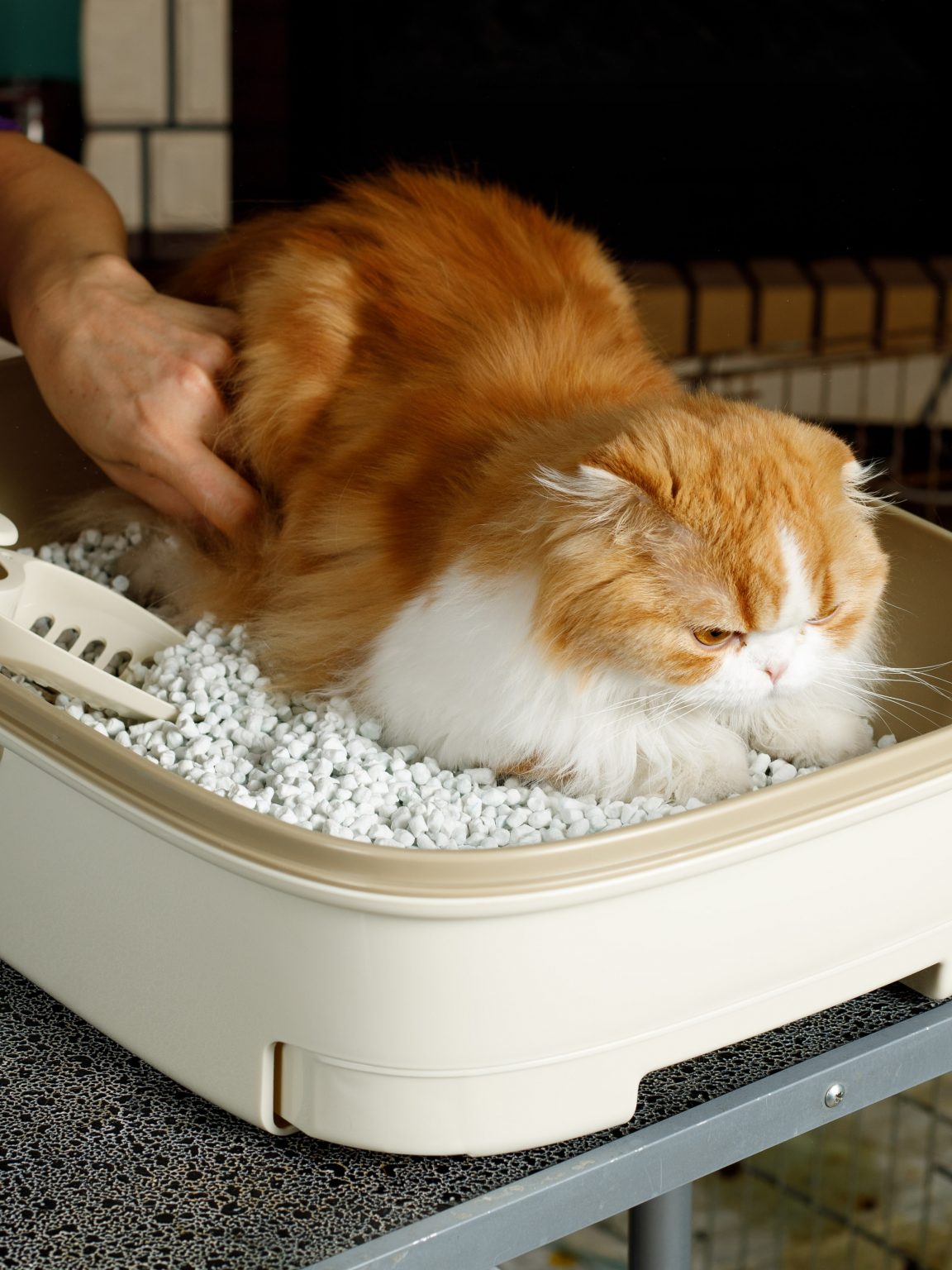 Cellulosepolymer cat litter with a blue indicator, hypoallergenic